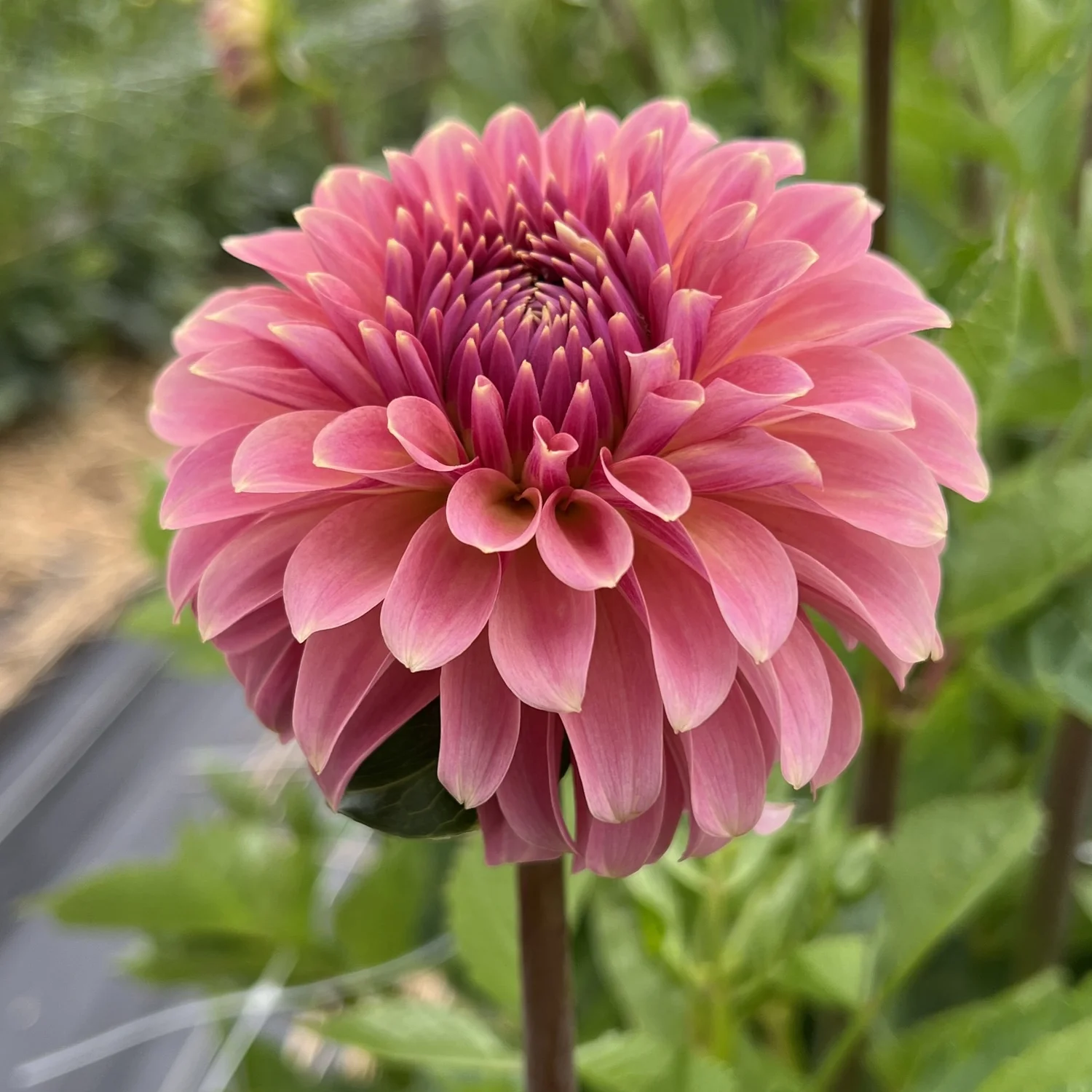 Dahlia確認ページ Uncle B' | Dahlia Tuber | Shipping March - April 2026