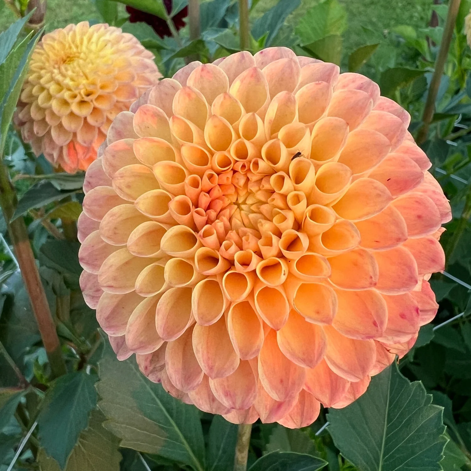 Maks Mario Dahlia Tuber — The Pollinator Patch