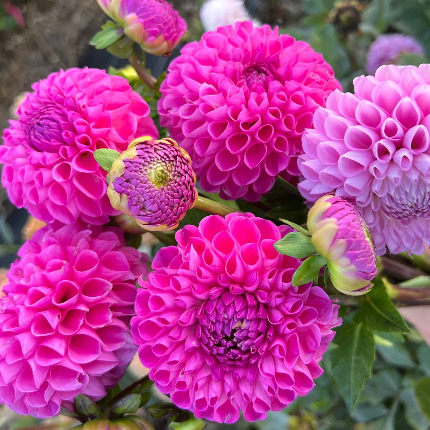 20th Ave For Mom Dahlia Tuber — The Pollinator Patch