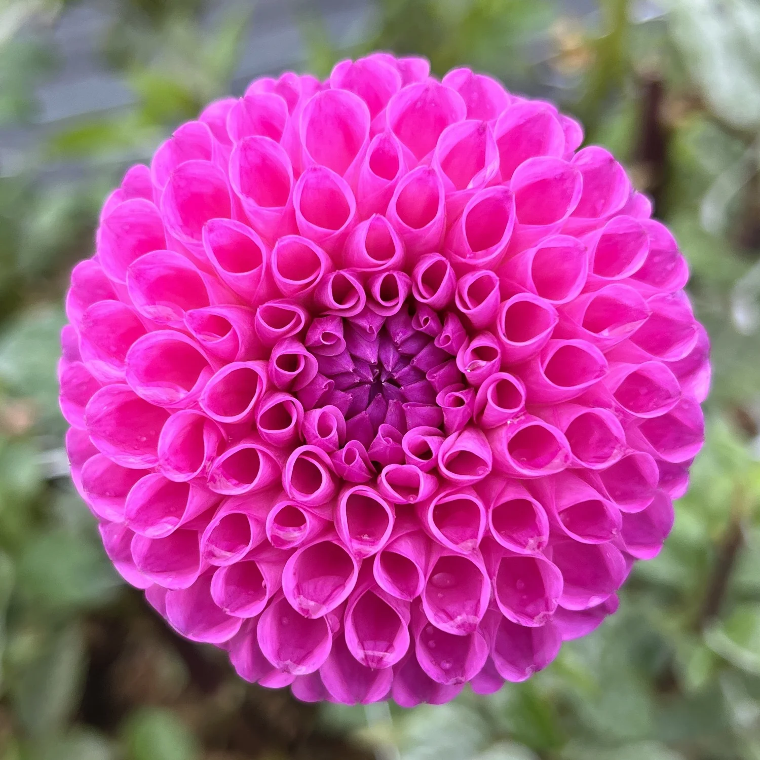 20th Ave For Mom Dahlia Tuber — The Pollinator Patch