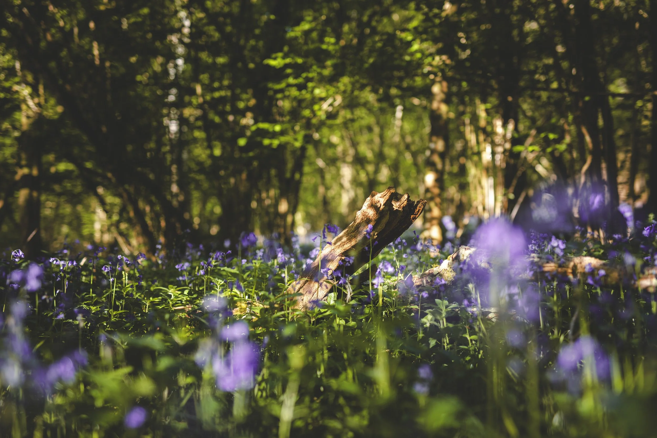 KJR_Bluebells Midhurst v1-6.jpg