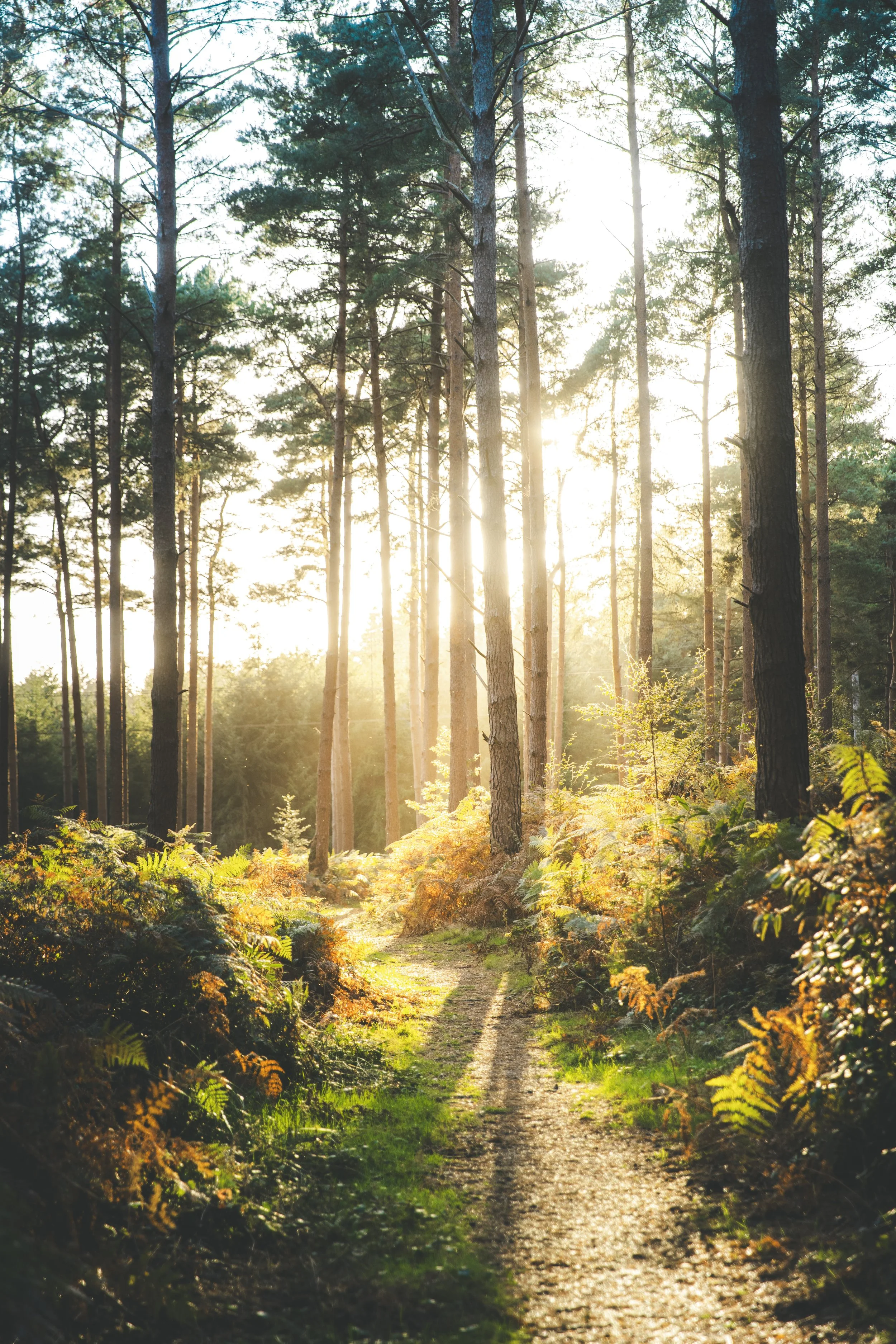 KJR_Midhurst Walk 27.09.24-65.jpg