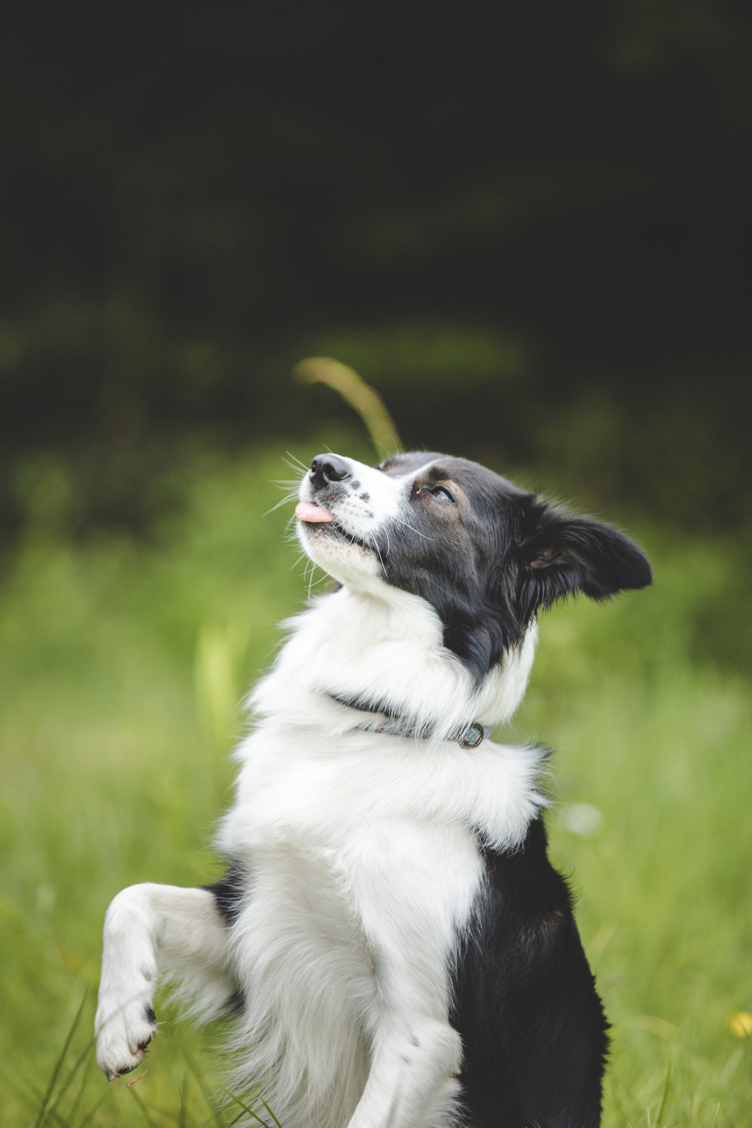 Goodwoof- KJR Pet Portraits v1.jpg