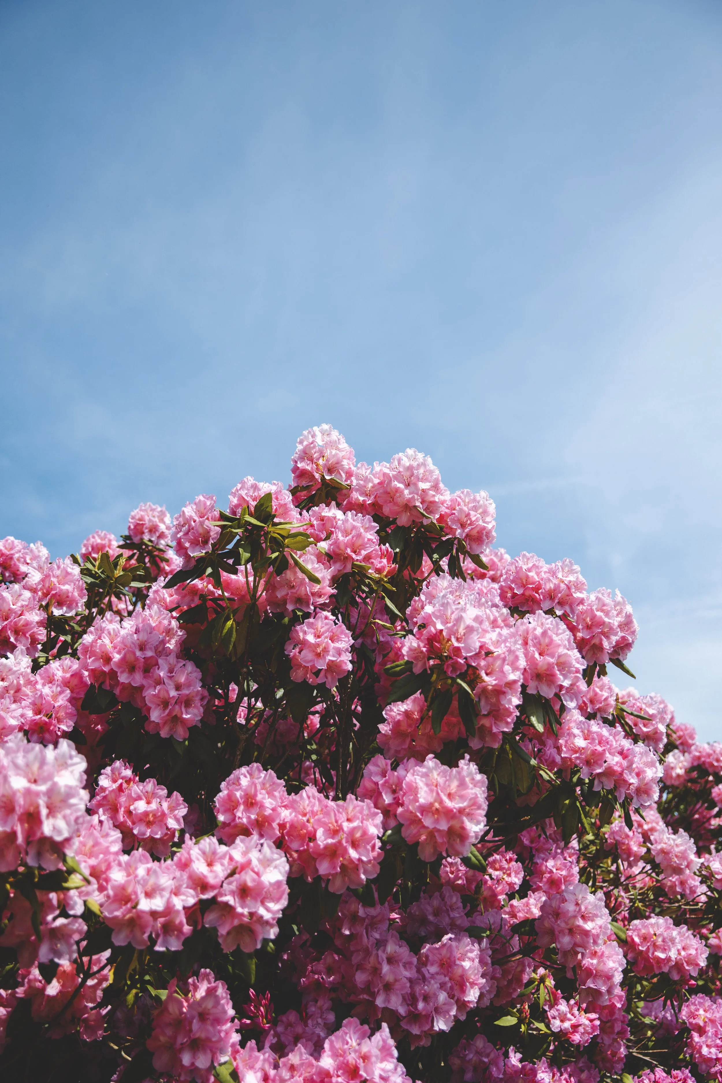 KJR- Woolbeding Gardens- 10.05.24-15.jpg