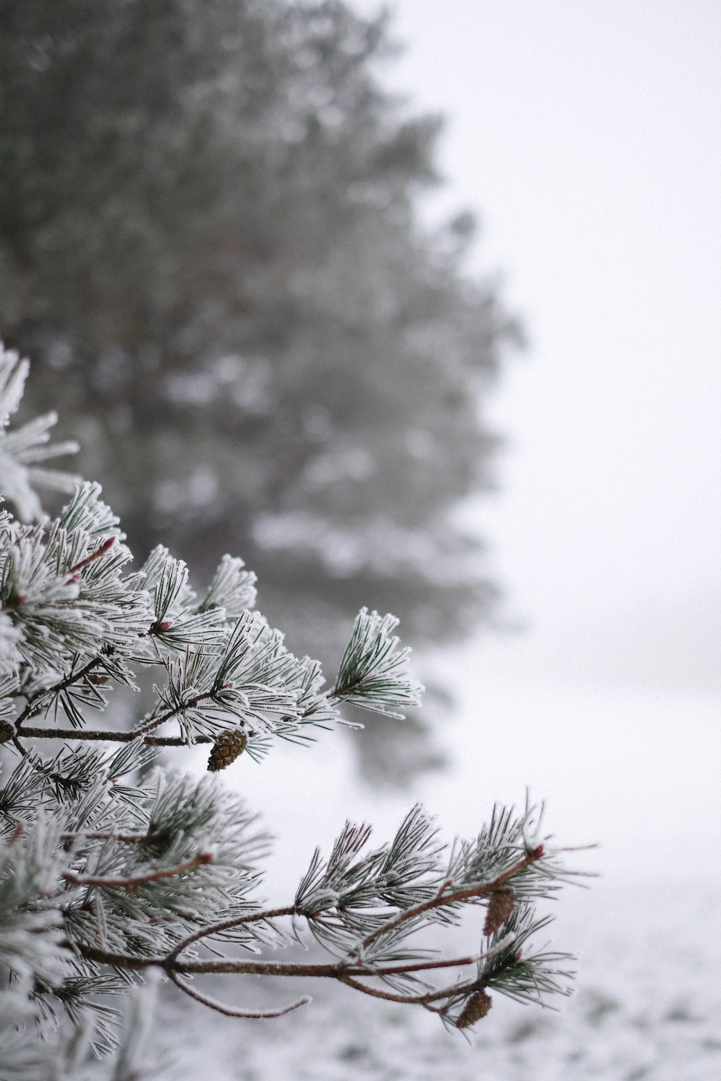 Japan's 72 Poetic Micro-Seasons