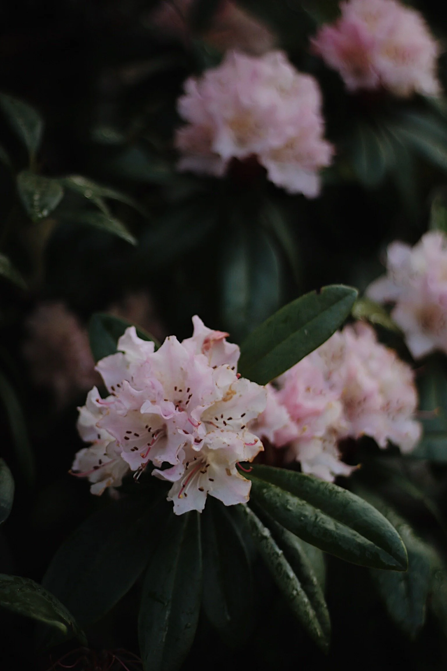 Welcoming Spring