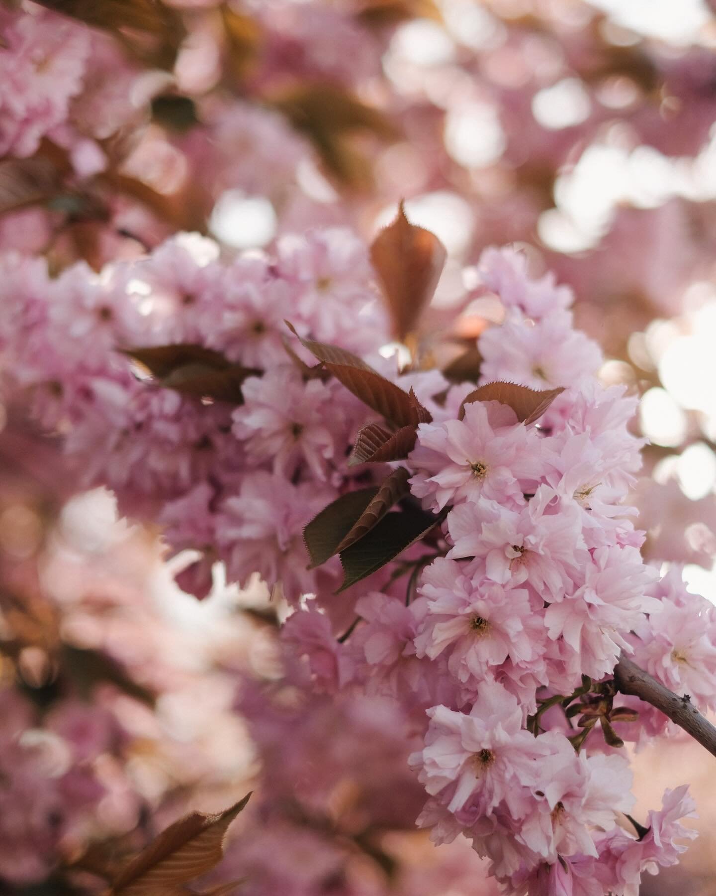 Cherry blossom season is finally here 🍒 🌸

#beautifulblooms #myfloraldays #flowerstagram #wildforflowers #flowersandotherstories #gardenlovers #gardenplants #gardenview #cottagegardens #cottagecoreaesthetic #cherryblossom #cherryblossomseason