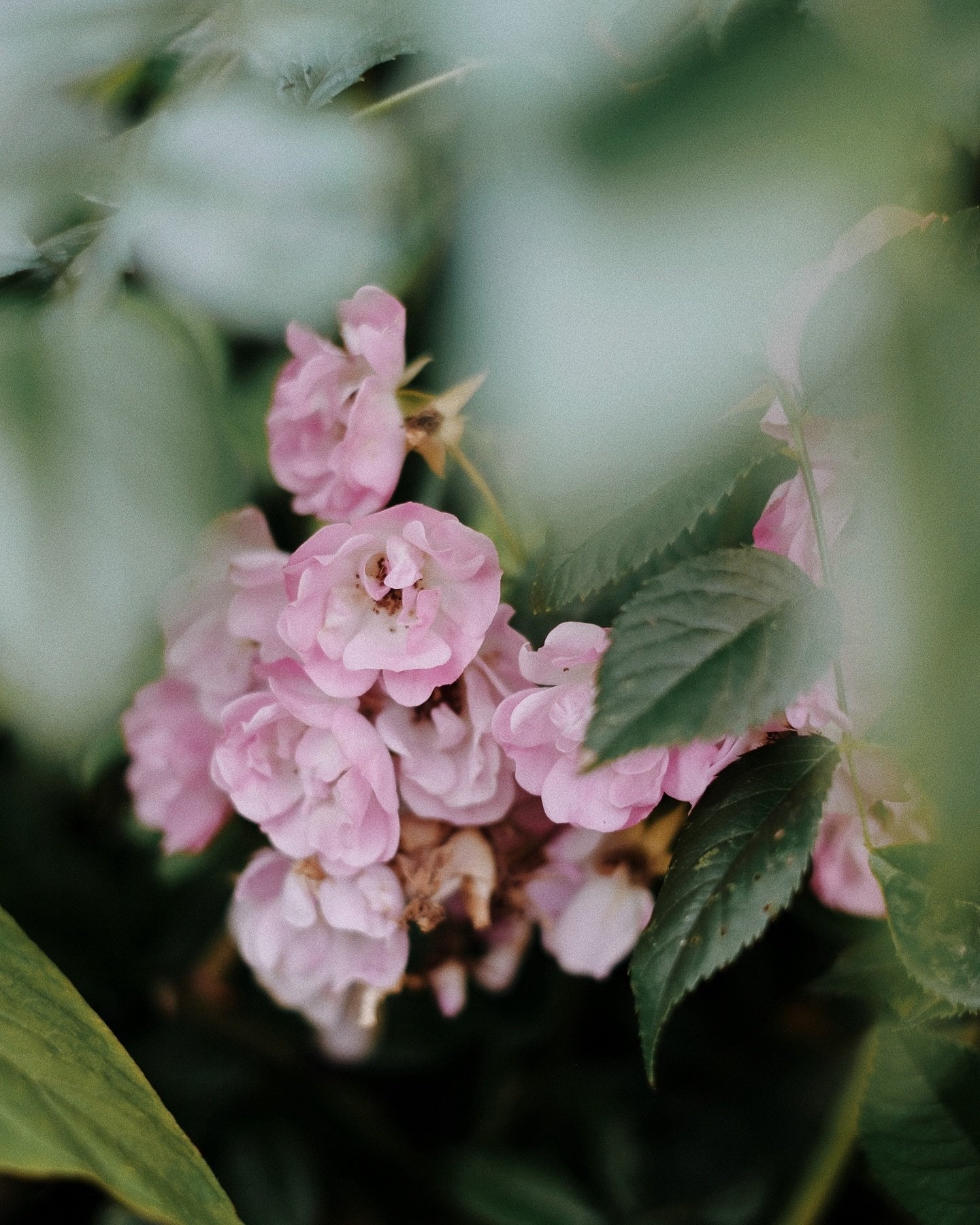 I&rsquo;ve spent pretty much the entire weekend in the garden: strimming, digging, planting, weeding, clearing and just enjoying being outside in the sunshine, surrounded by green foliage. The tulips are in full bloom, the broad beans have been plant