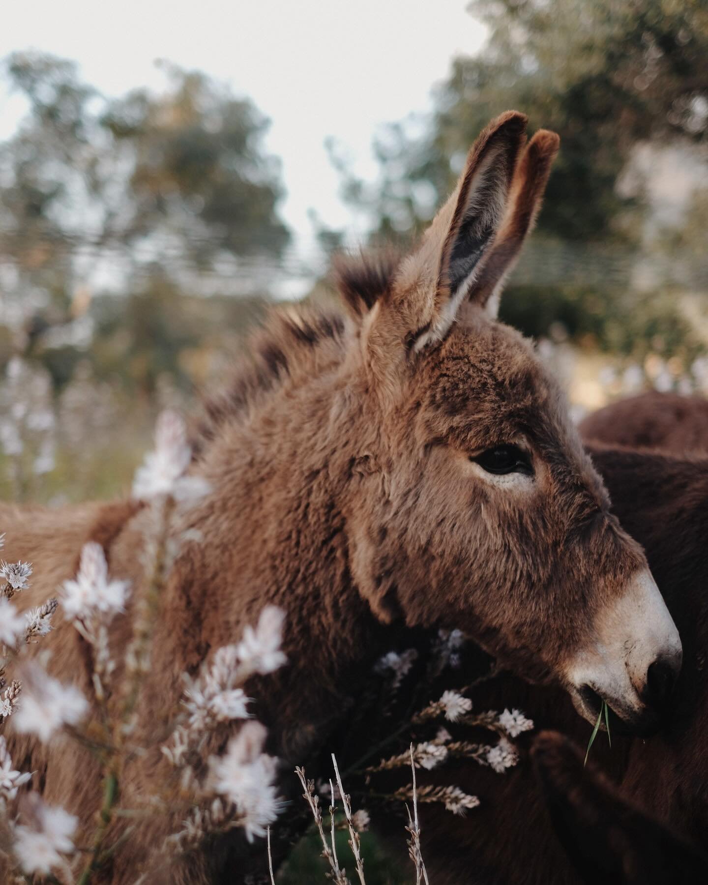 One year ago, in a Mallorcan meadow, making friends with a drove of donkeys. I&rsquo;m a little bit afraid of horses, but have a real soft spot for donkeys with their gentle nature and squawking bray.

#pursuepretty #forprettyssake #springintospring 