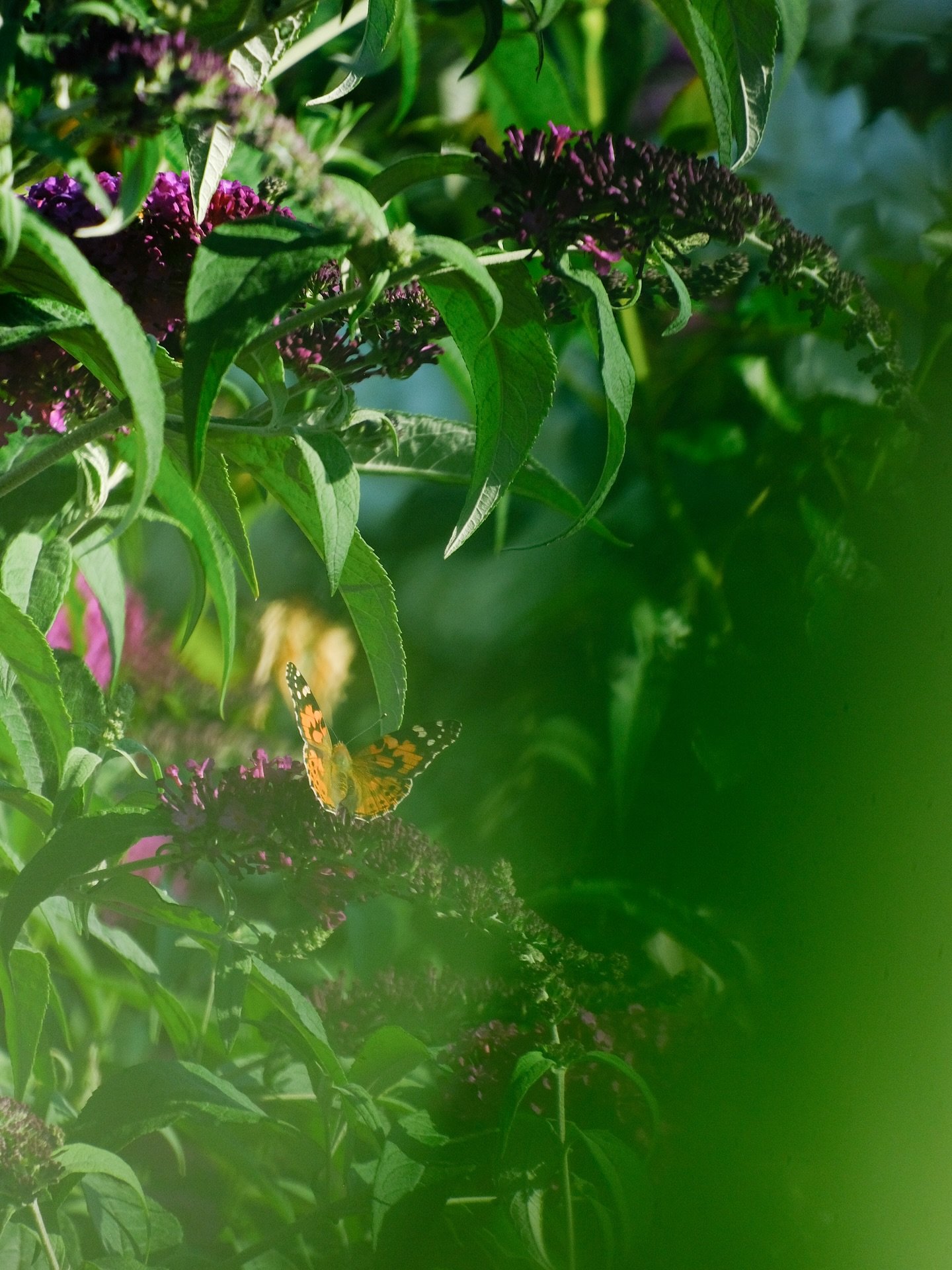 The most joyful winged creatures drawn to the bountiful blooms of @giannibirardi&rsquo;s luscious gardens. Photographed in Puglia earlier this month.

#travelphotographer 
#gardenphotographer
#butterfliesofinstagram
