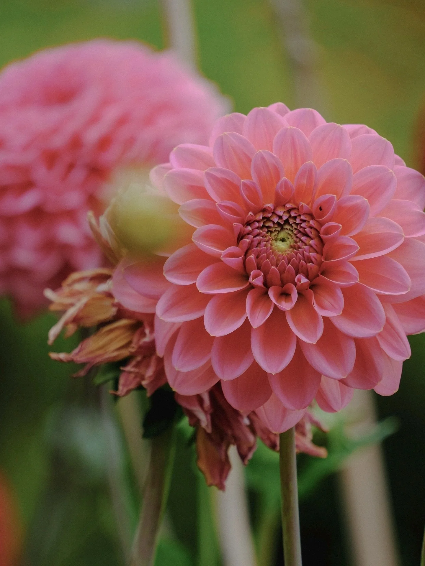 I&rsquo;ve grown eleven dahlias this year; Arthur Hambley is my frilly pink favourite.

Contrary to the current weather, I&rsquo;m not letting go of summer anytime soon. Last year&rsquo;s late frost meant my garden (particularly my dahlias) flourishe