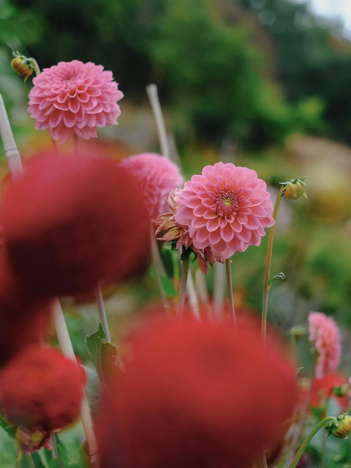 Writing newsletters about summer not being over until the equinox, refusing to wear jumpers or proper shoes, weeping when it rains &hellip;.. and then remembering that it&rsquo;s dahlia season all the way up until the first harsh frost! 🌸

#flowersi