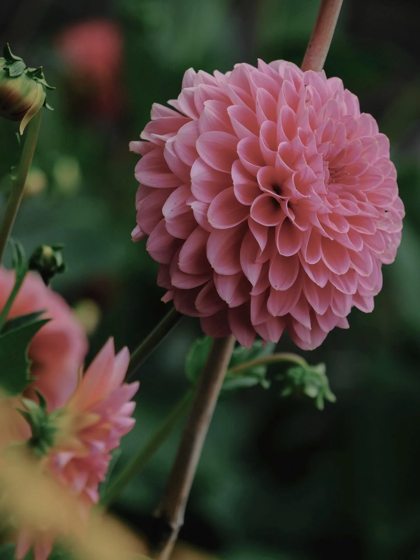 Cream of the crop: Jowey Winnie. (apologies if you&rsquo;re here for travel and hotels and I keep banging on about dahlias).

#flowersinbloom 
#naturephotography 
#flowerphotographer 
#gardenphotographer
#dahliaseason 
#dahliasofinstagram