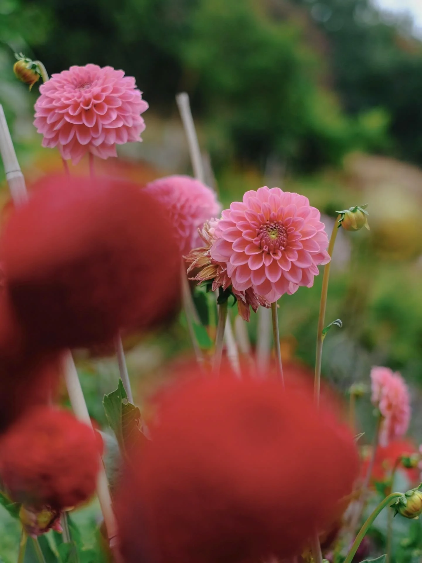 Next years dahlias (a dozen of them) have been ordered in anticipation of my garden once again being a riot of colour and bountiful in blooms. As much as I love photographing hotels and cabins, countryside and coastlines, vibrant markets and talented