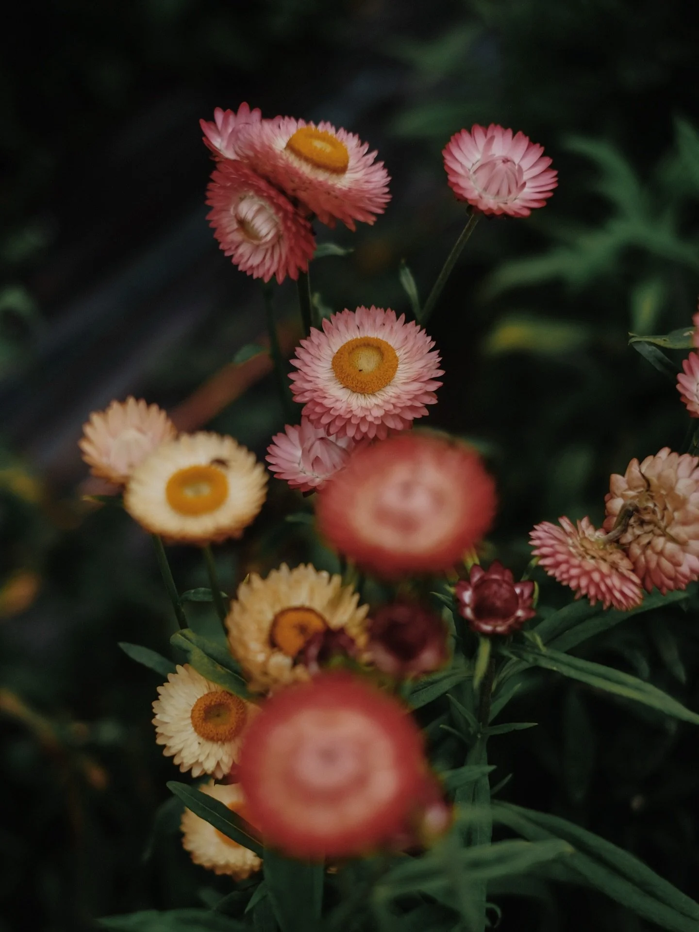 Memories of summer while it&rsquo;s grim outside. 🌷