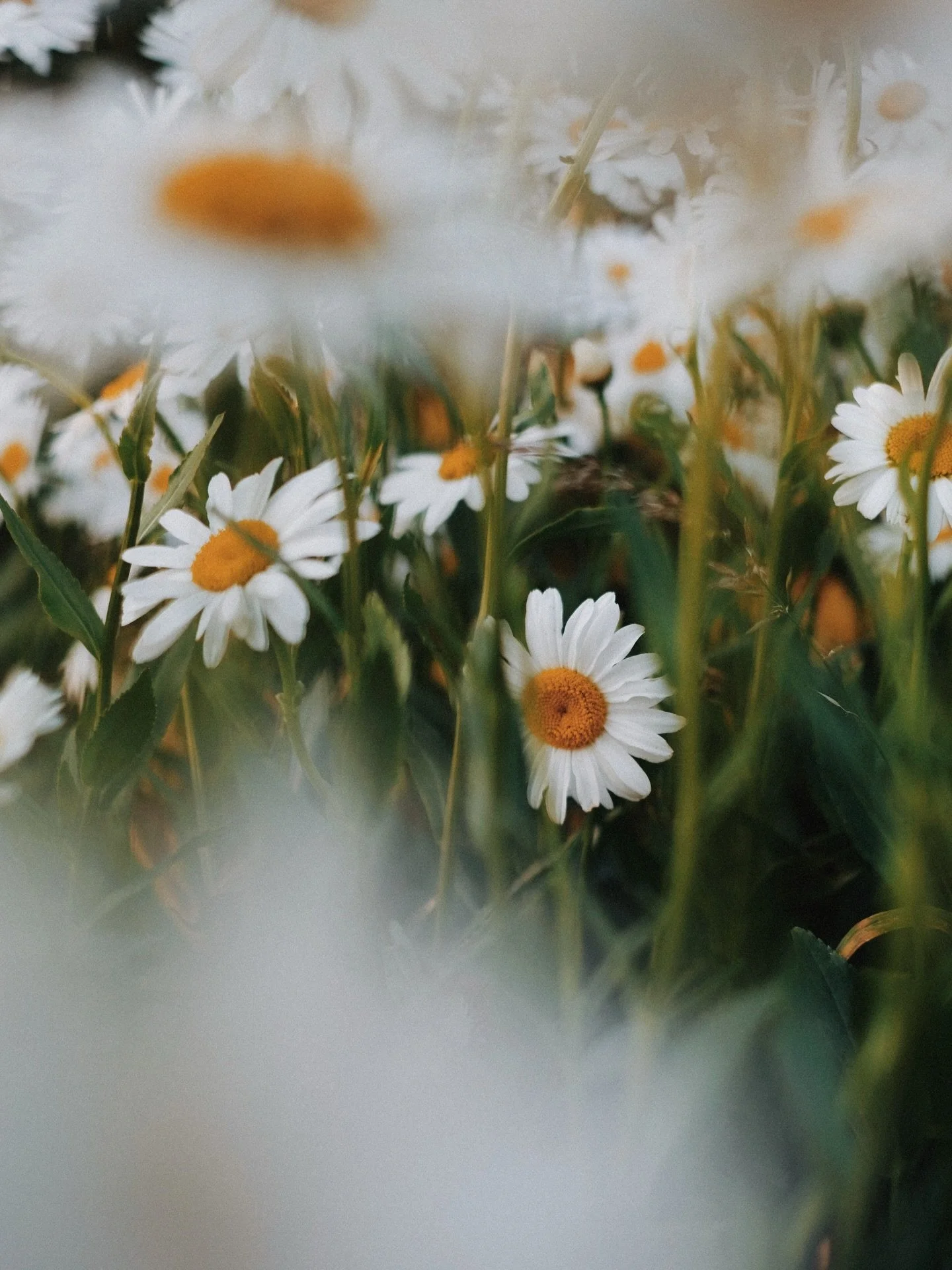 Hotels with blooming kitchen gardens, agriturismos surrounded by abundant veggie gardens, florists growing their own &hellip;.. I&rsquo;m literally counting down the days until spring, when the world awakens and I can get snap happy in joyful gardens