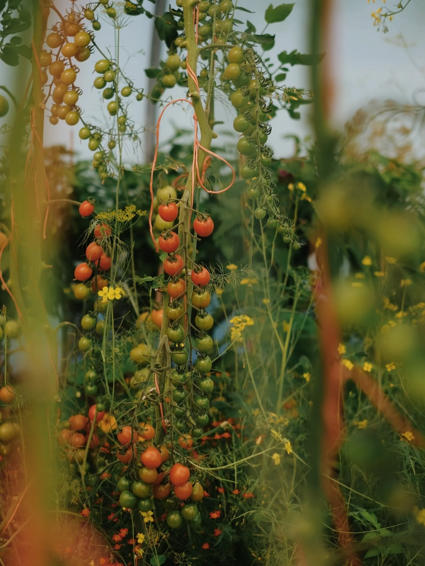 A radiant rainbow of red, orange, yellow and green in the @glebehousedevon polytunnel. Tomatoes and tagetes: a pairing made in heaven that I&rsquo;ll be replicating in my own greenhouse this year.