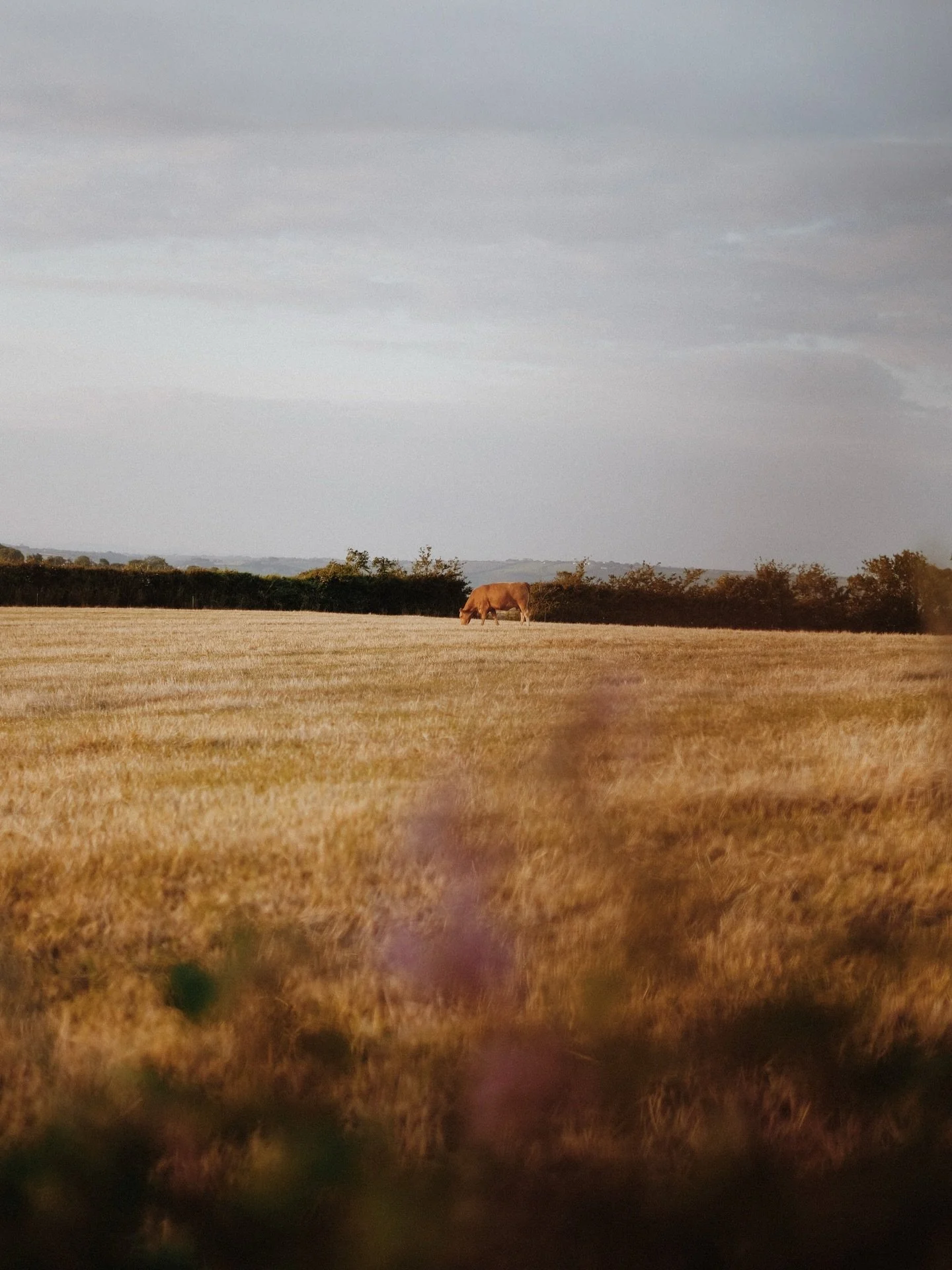 Memories of sun-drenched midsummer golden hours, navigating Cornish meadows en route to evening swims and wine on the beach. I leave a little piece of my heart down there every time I leave.