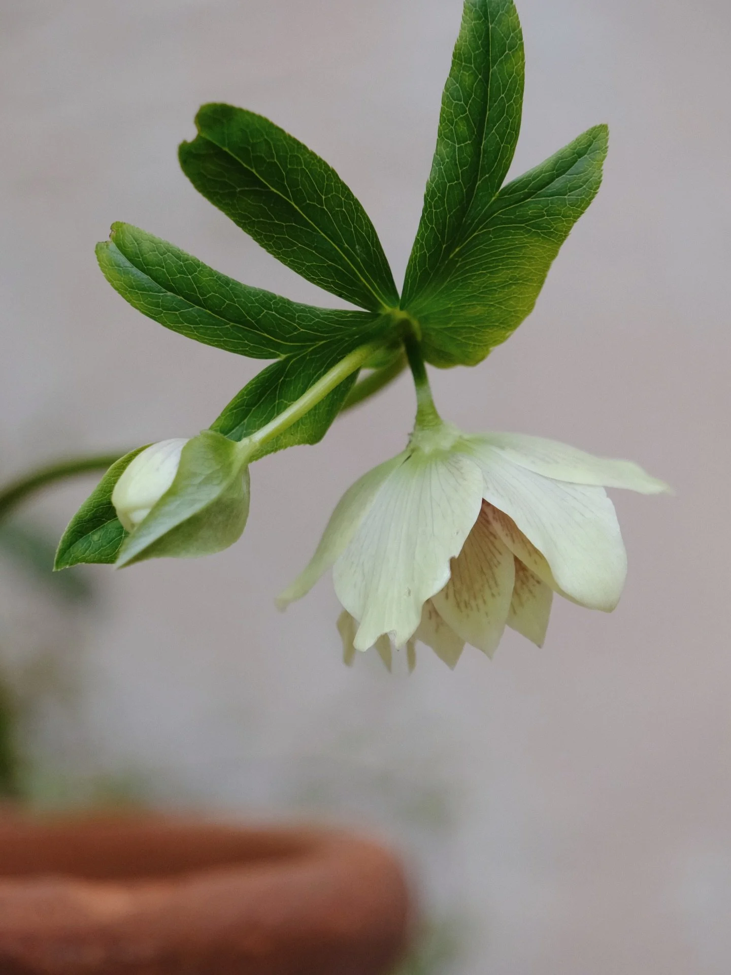 It&rsquo;s all in the details. In the garden of @dealcottage, shooting for @miriaharris.
