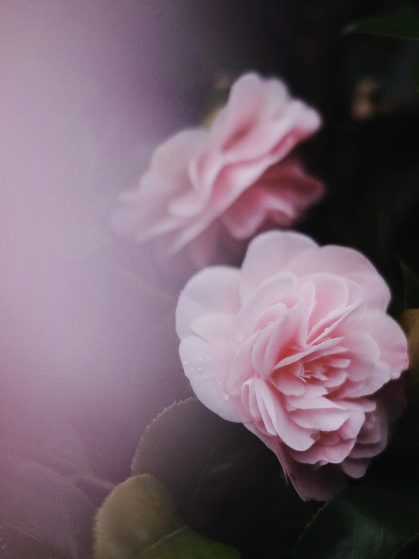 Camellias on the Welsh coast, shot a couple of weeks ago while capturing the change of the seasons for @wernholidaycottages. 🌸