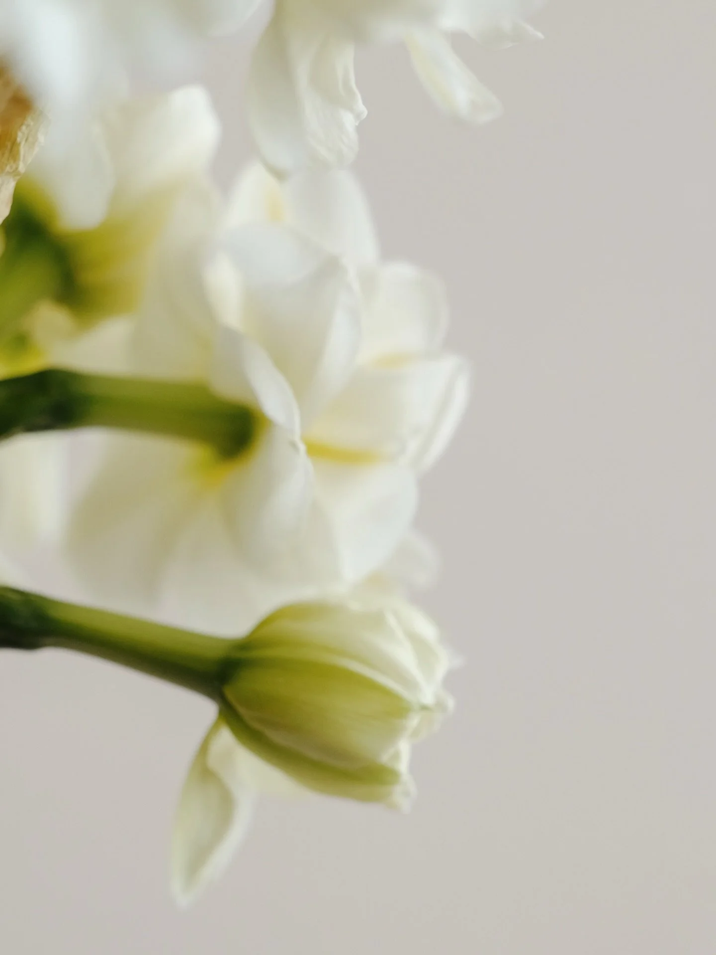 The last of the daffs, for The Pickles.

📸 @figletlife