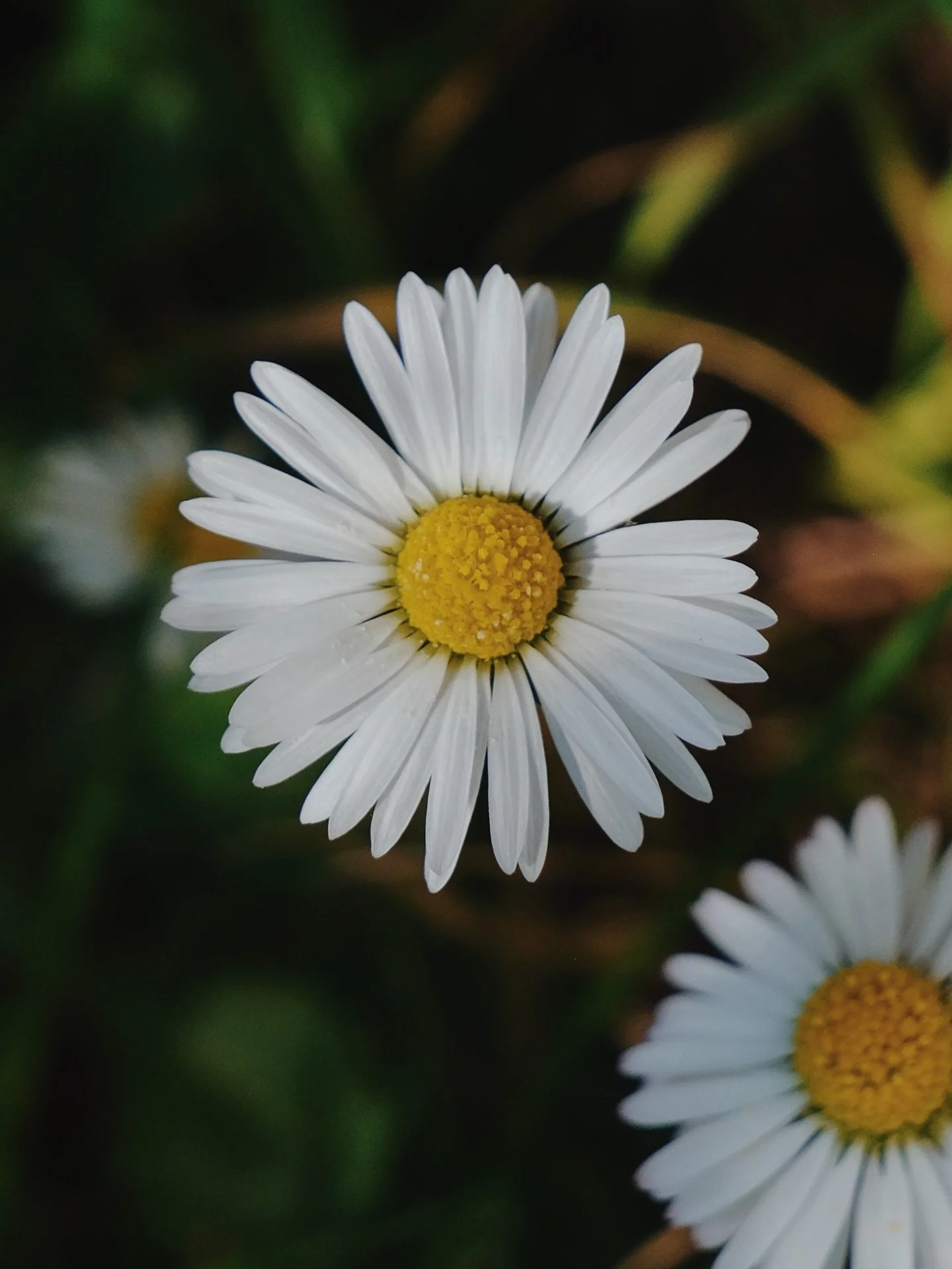 Daisy, daisy &hellip;. 

My favourite time of year is finally here! Five months of bare legs, outdoor meals, wild swims, and a sea of flowers.