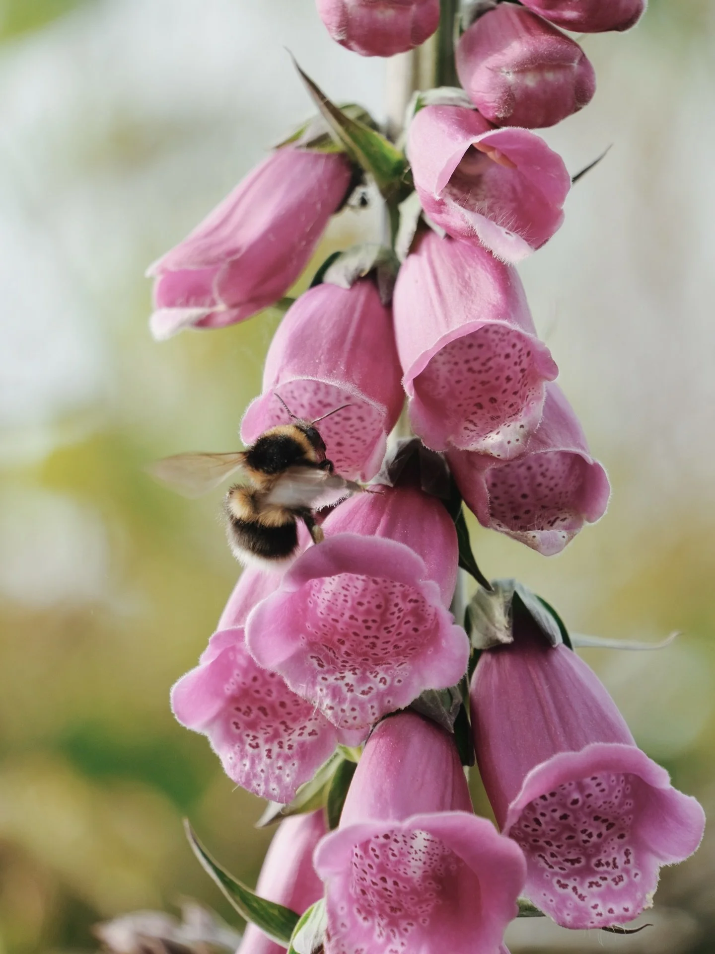 This time last year, capturing bumble bees &amp; foxgloves for @prussiacove.