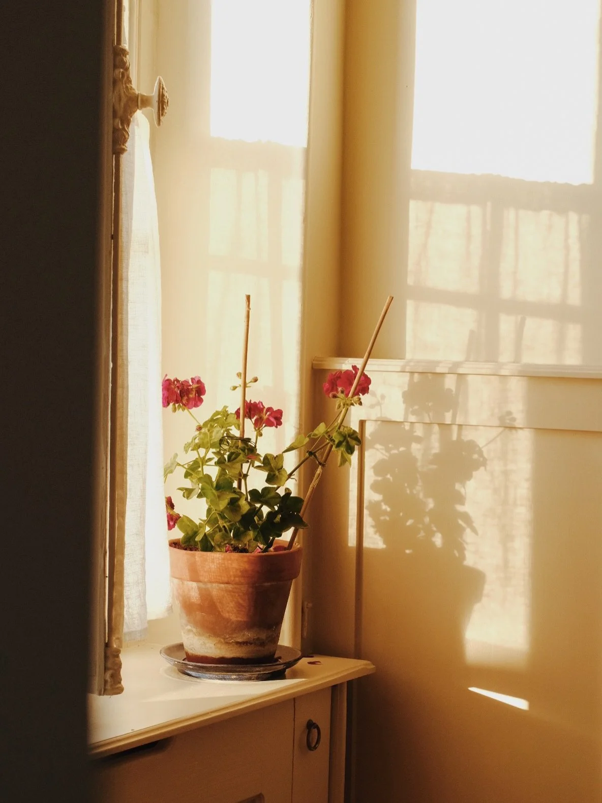 My recent shoot for @chateaudepomiro is still pretty much under wraps, but I couldn&rsquo;t resist teasing this beautiful new guest house with a collection of my favourite pelargonium photographs from our two-day shoot. If you know me, you know I lov
