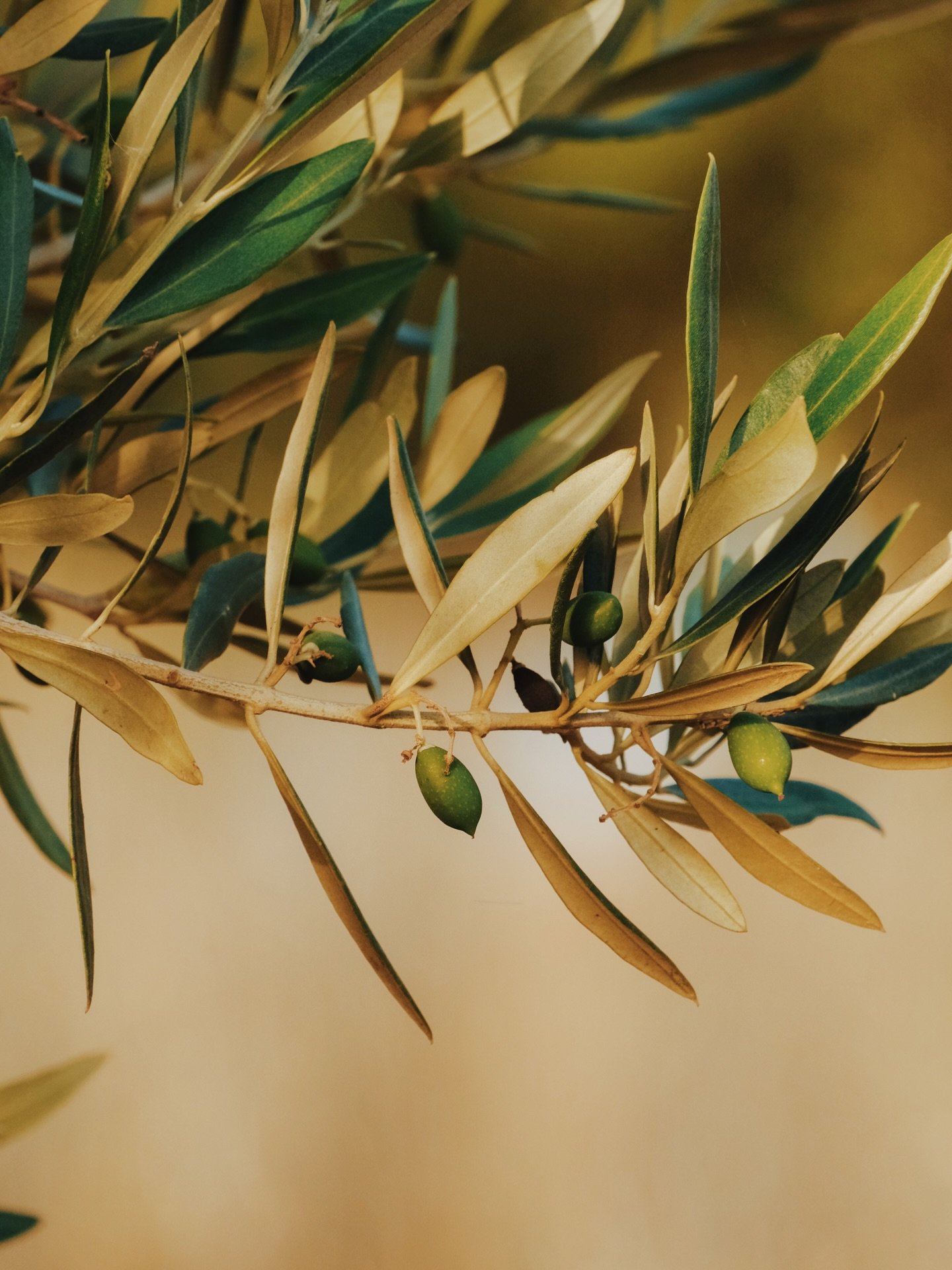 A couple of weeks ago, I spent four magical days in south-west France on a dream of a shoot for @domainemadrona &amp; @querubi_olive_oil. My absolute favourite kind of shoot is when I&rsquo;m capturing as much outdoors as inside, flitting between bea