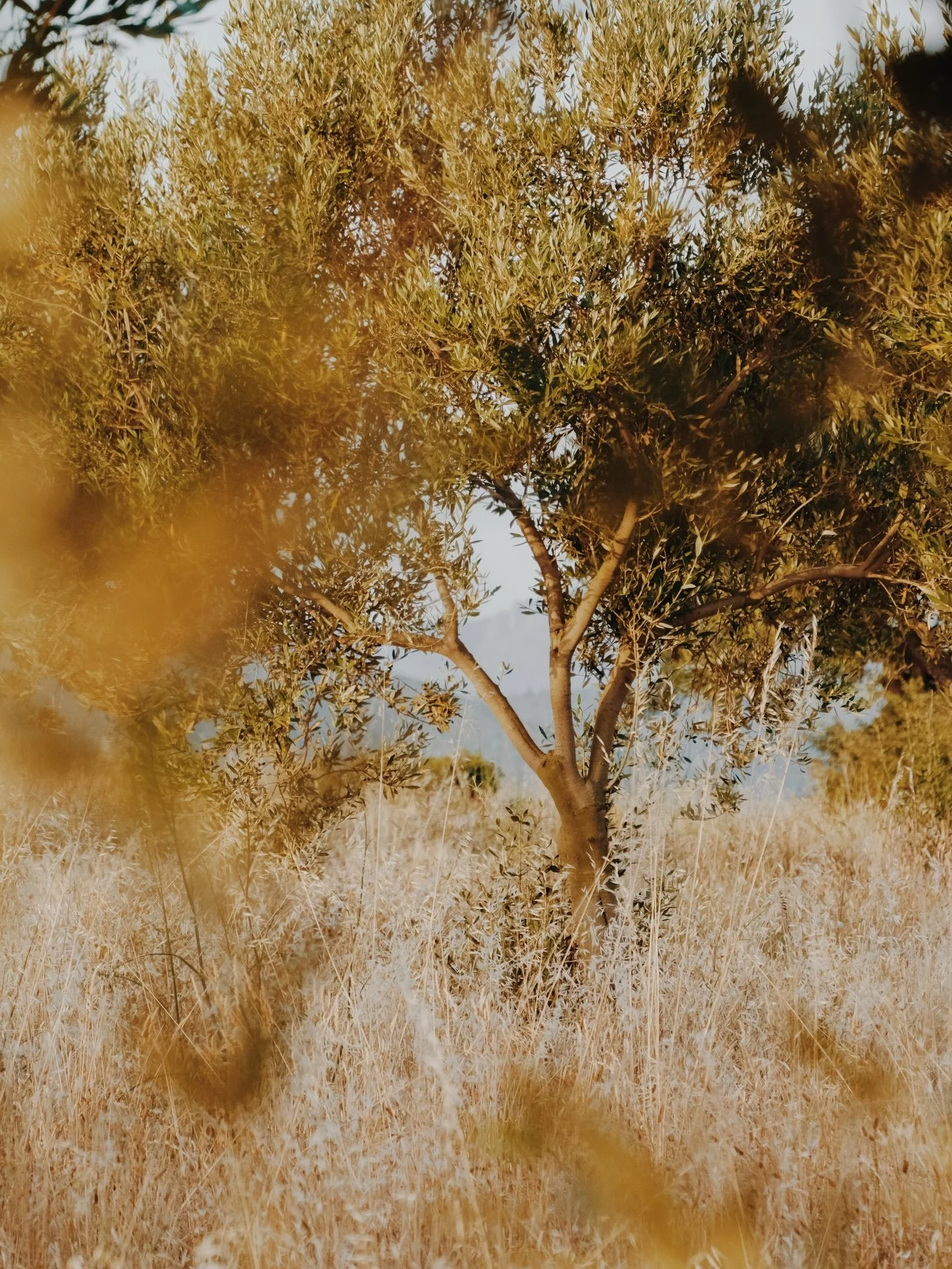 Nature showing off on my shoot for @querubi_olive_oil in south-west France last month. I visited the olive groves three times during my stay at @domainemadrona, capturing their magic in the mid-morning sun, during the sunrise golden hour, and on an o