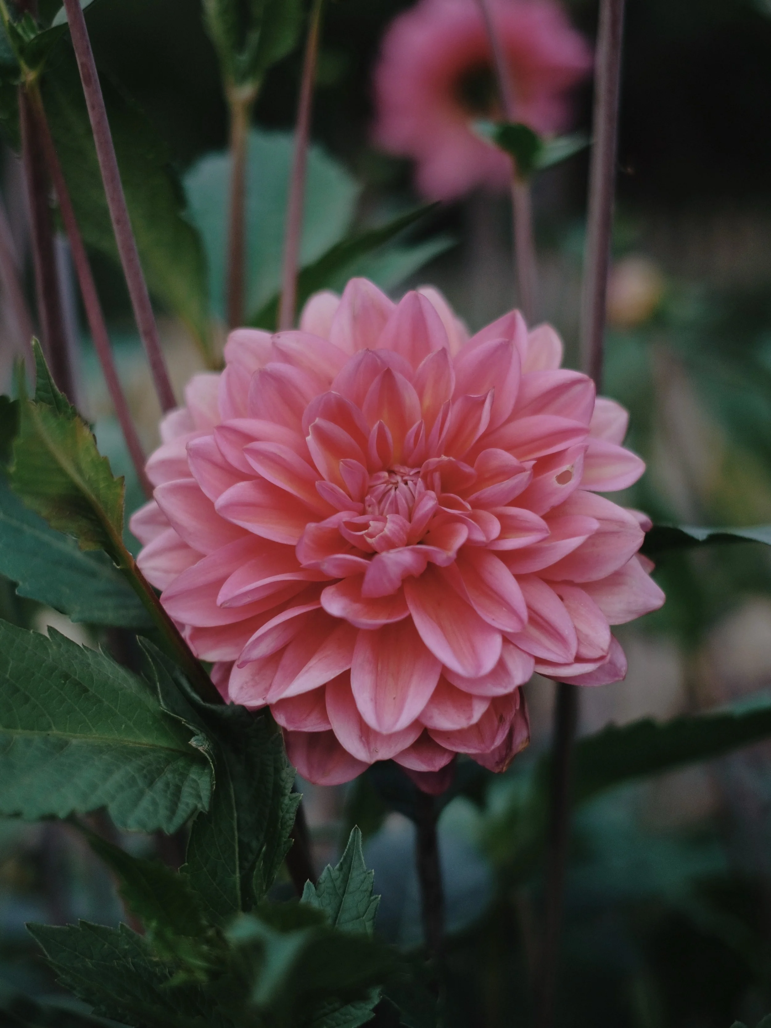 My most favourite season of all has arrived &hellip; dahlia season! My first tiny bunches have been picked and popped in vases, and I&rsquo;m dreaming of the days soon to come when I can&rsquo;t pick the blooms quick enough. Nothing gives me more joy