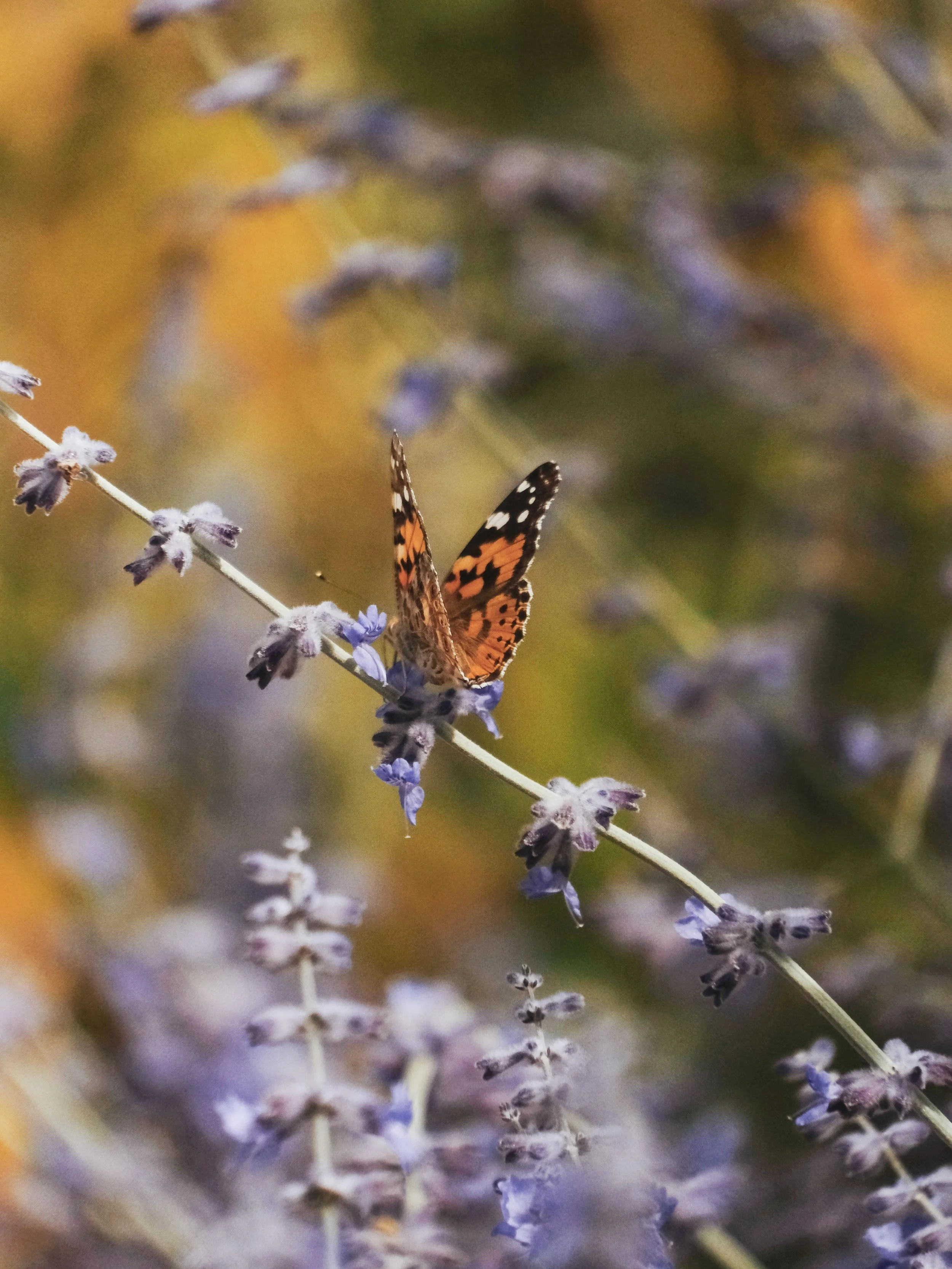 Painted Lady, Swallowtail, Cleopatra &amp; Clouded Yellow. Just four of the many, many butterflies spotted while shooting for @domainemadrona &amp; @querubi_olive_oil earlier this summer.