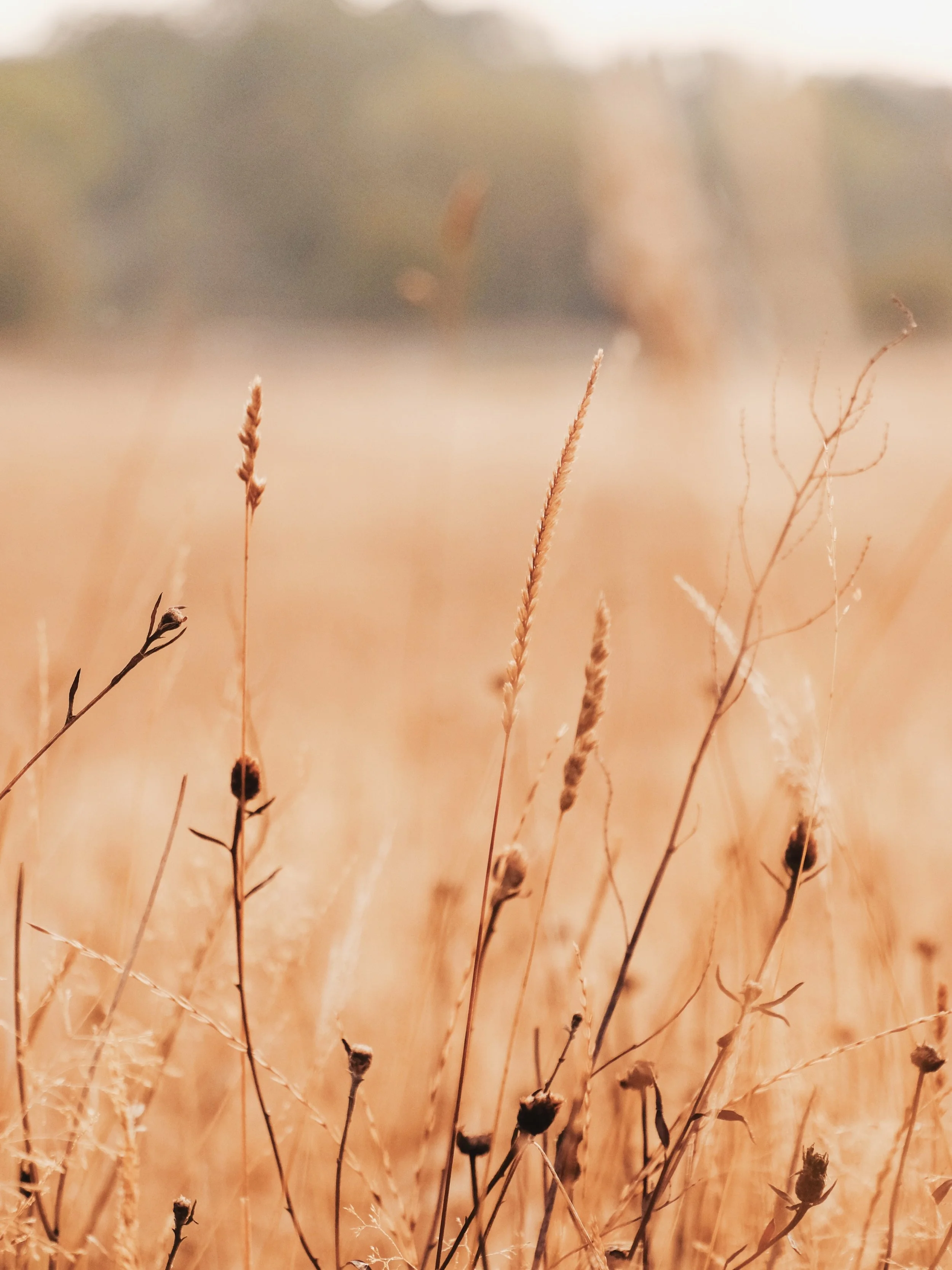 Golden grasses at the crack of dawn for @limewoodhotel ✨🌾