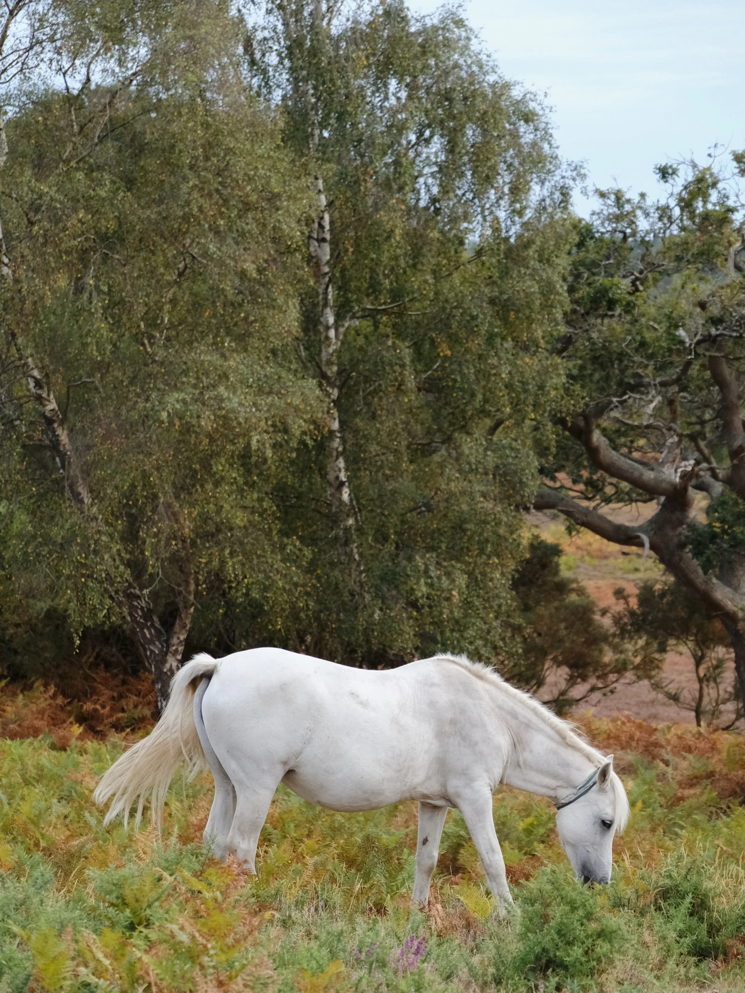 New Forest ponies for @limewoodhotel 🐎