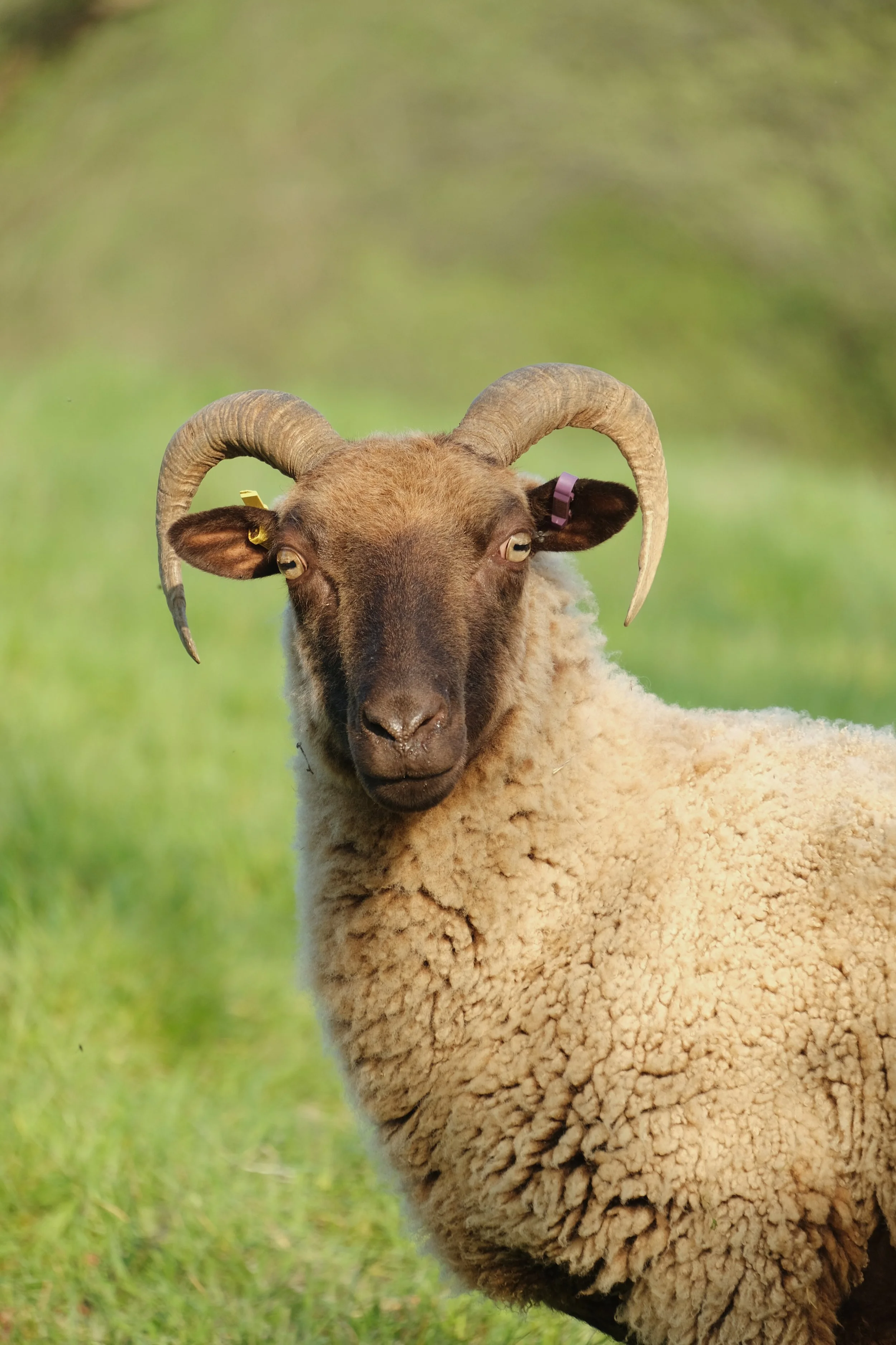 Emma_Lavelle_Fowlescombe_Farm (564).jpg
