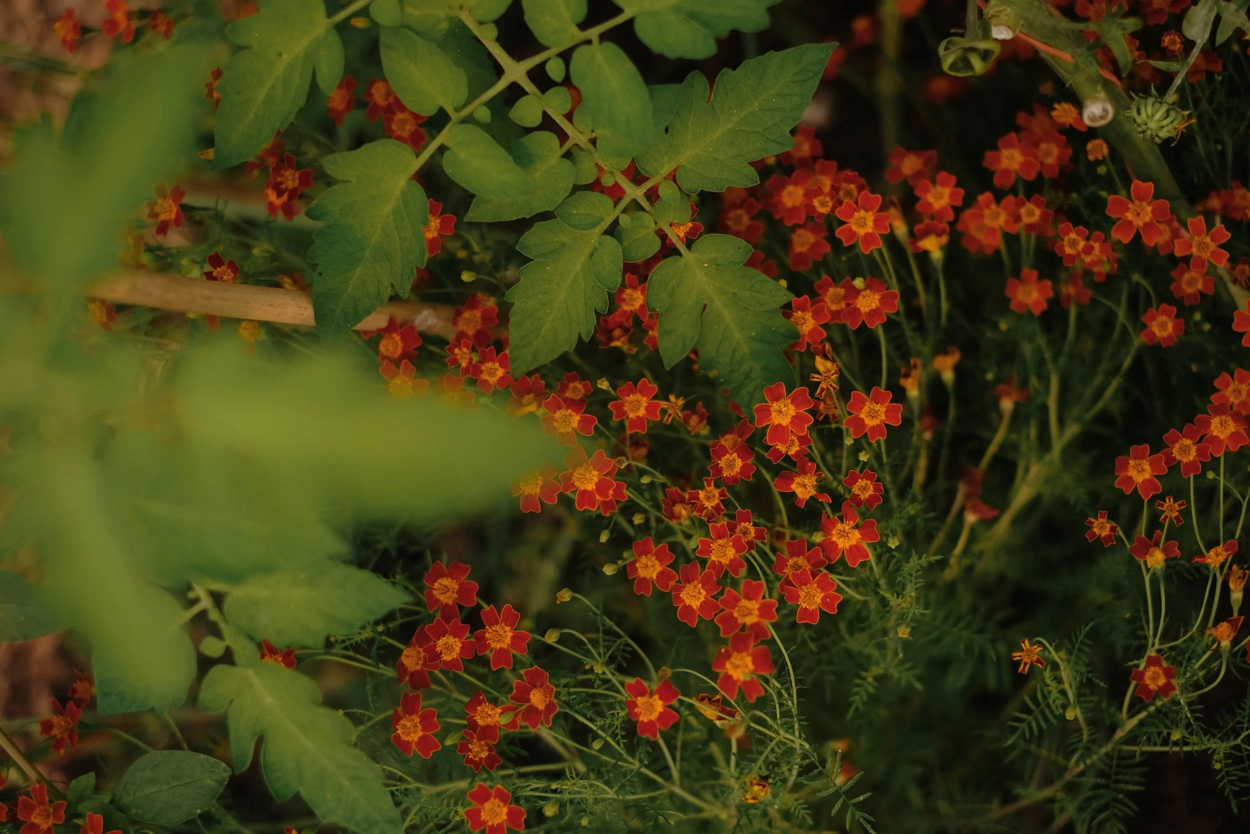 Library - 3 of 5.jpeg