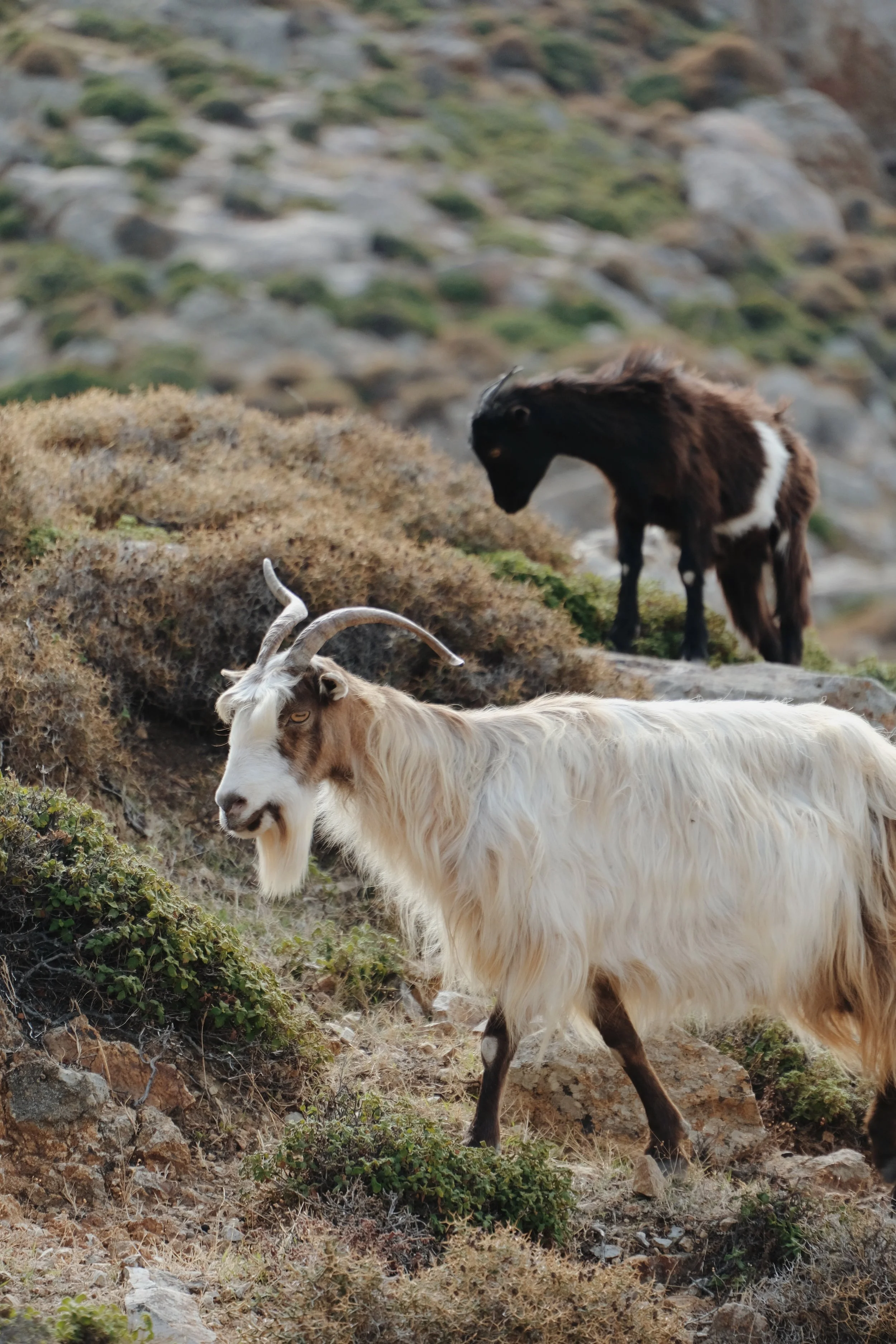 Pagostas - 726 of 773.jpeg