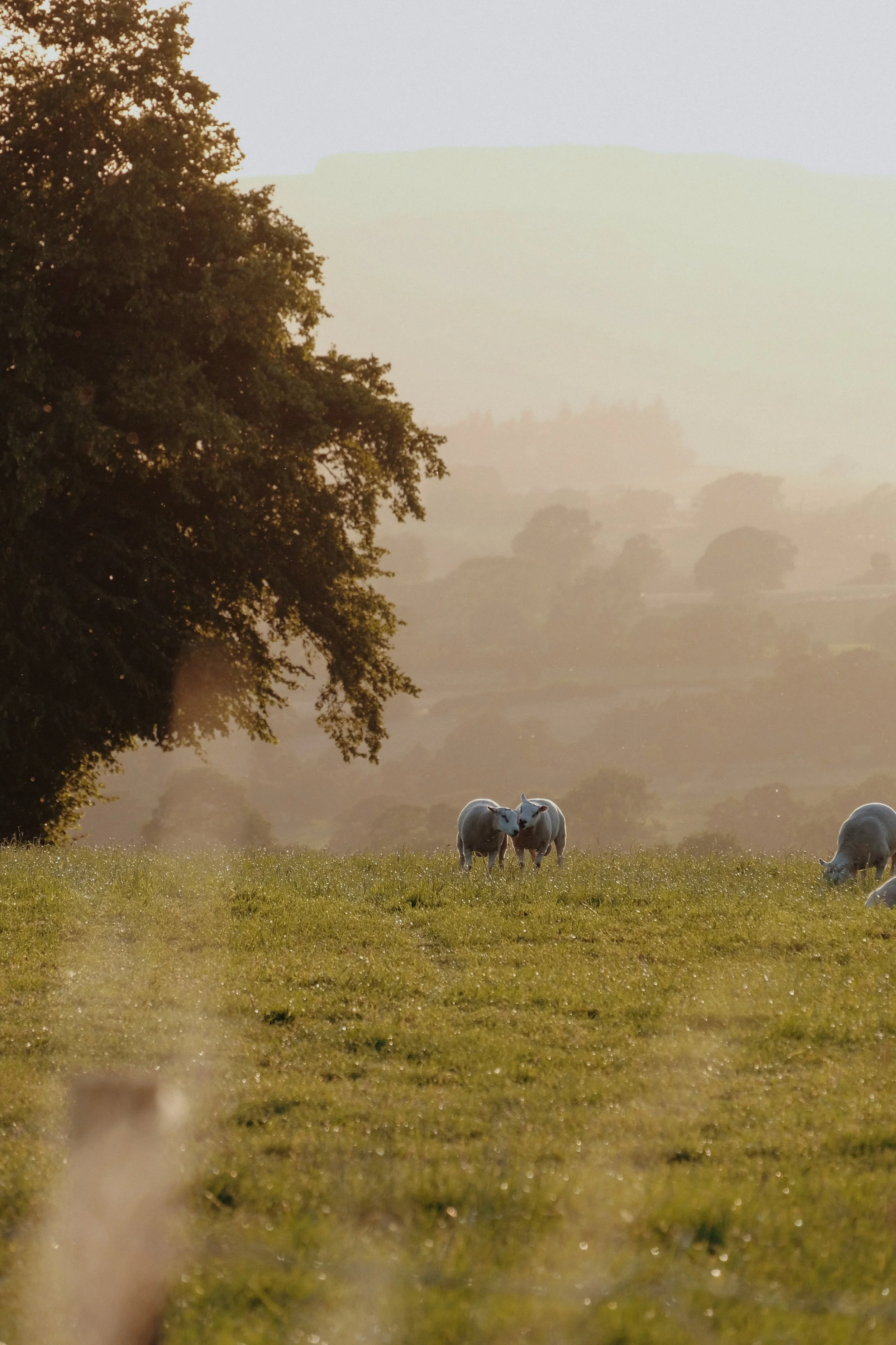 Library - 1 of 1 (12).jpeg