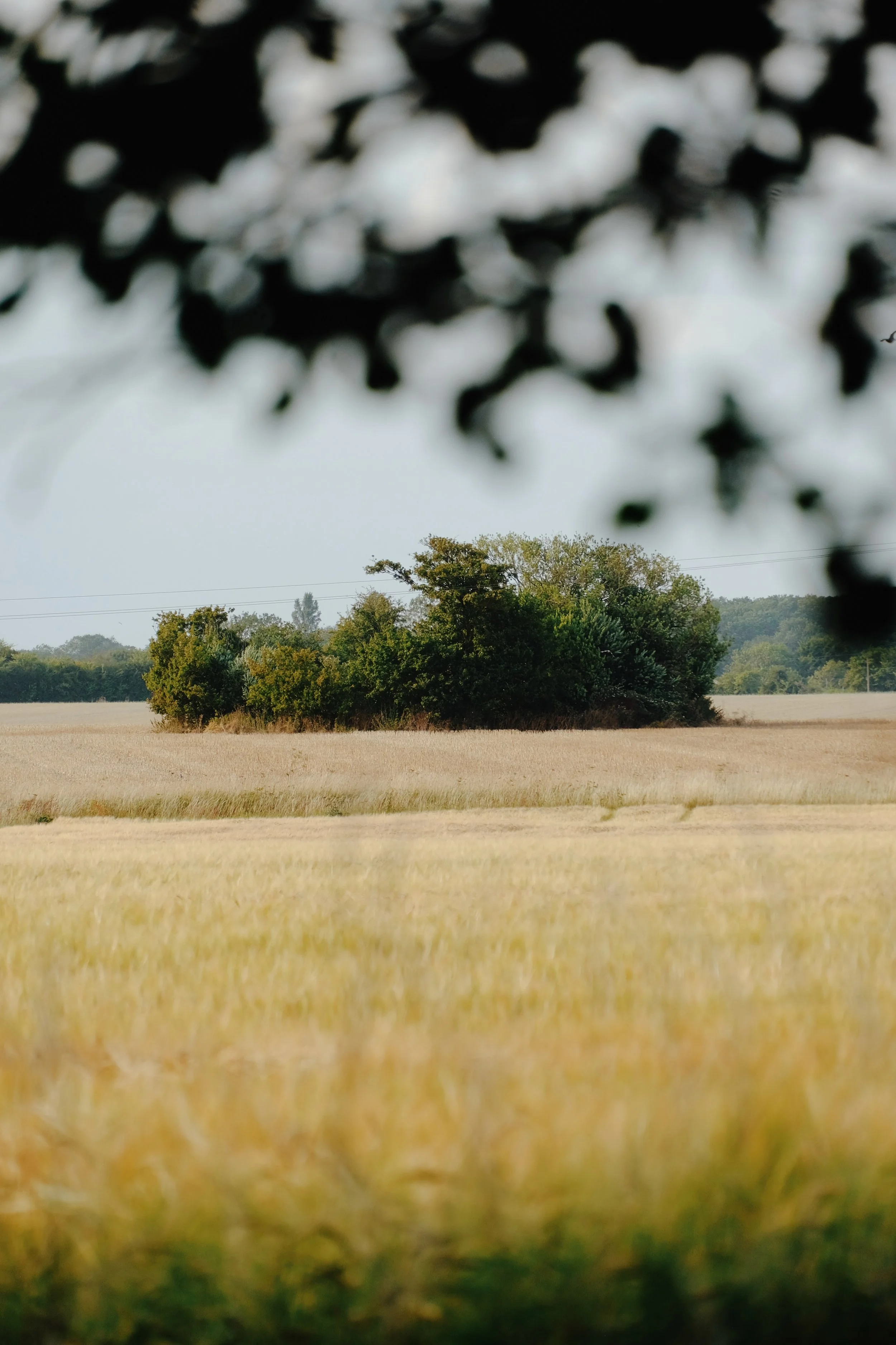 Restaries - 310 of 374.jpeg