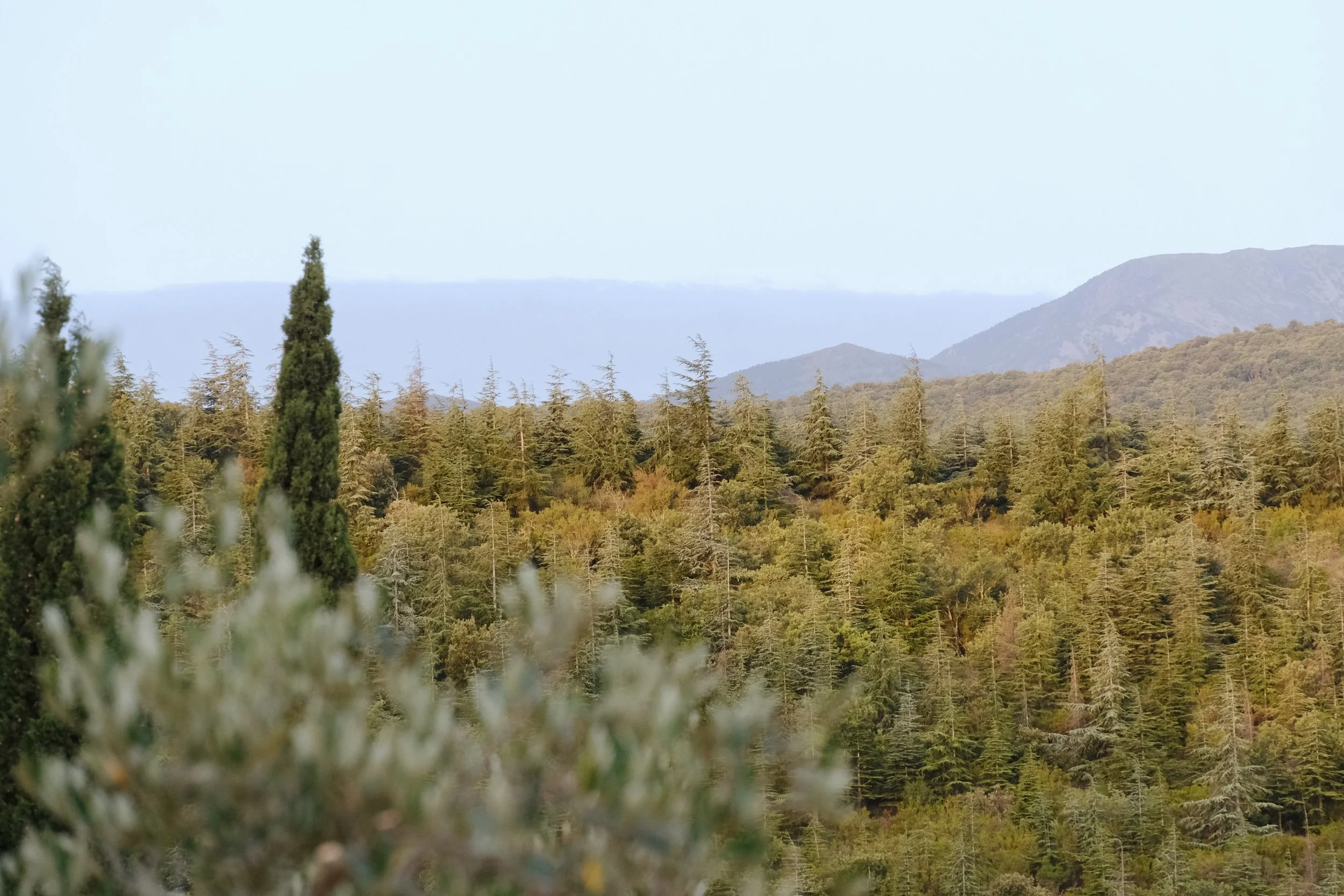 Emma_Lavelle_Madrona_Landscapes_2.jpeg