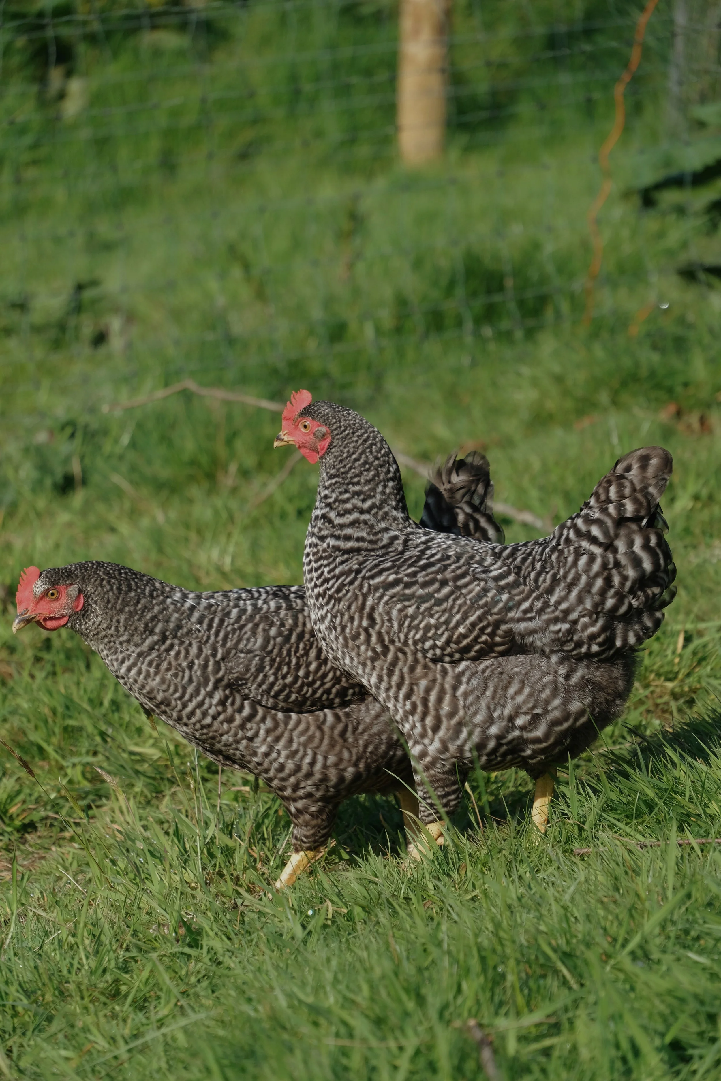 Fowlescombe - 247 of 618.jpeg