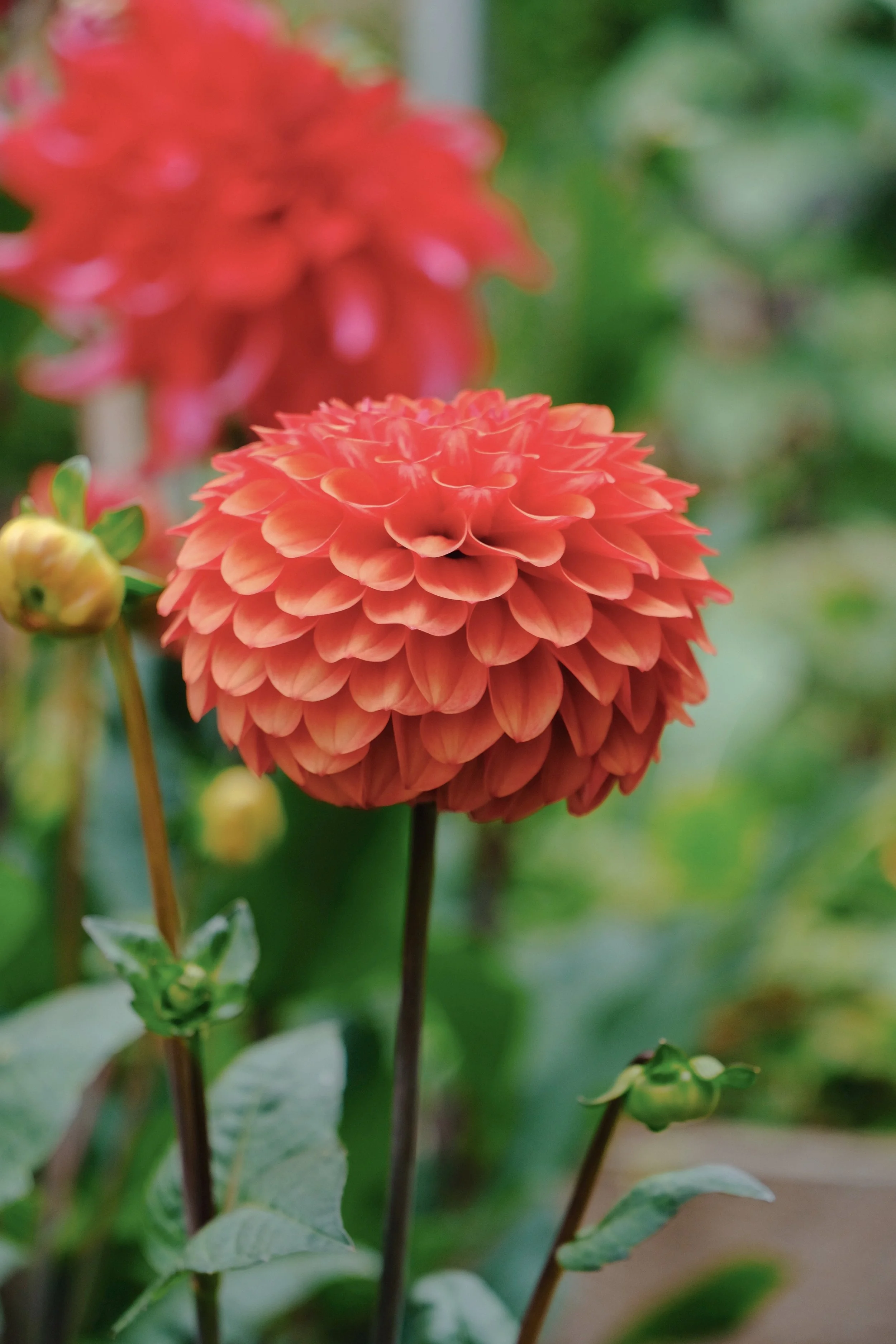 Library - 1 of 1 (9).jpeg