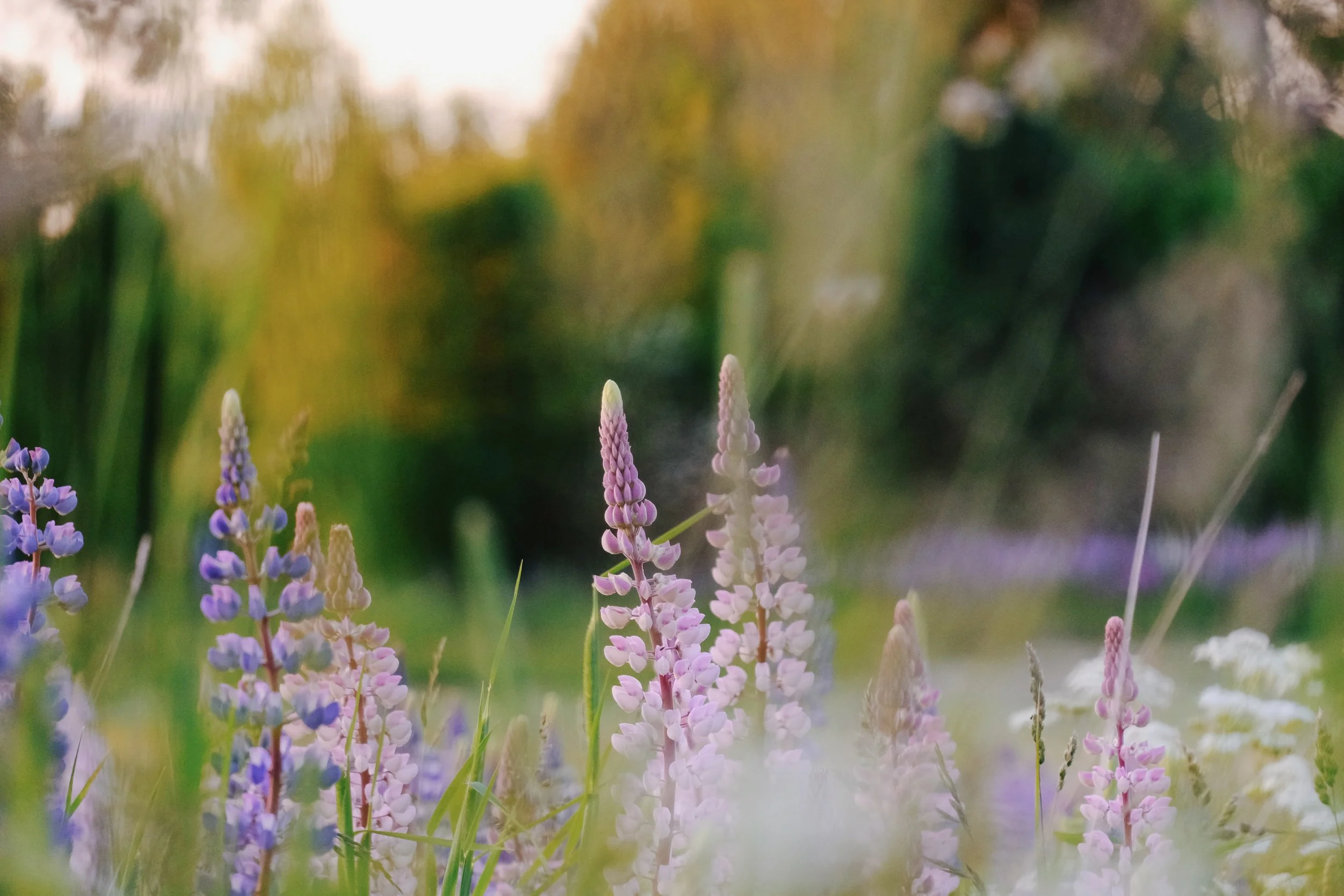 Emma _Lavelle_Sweden_1062.jpeg