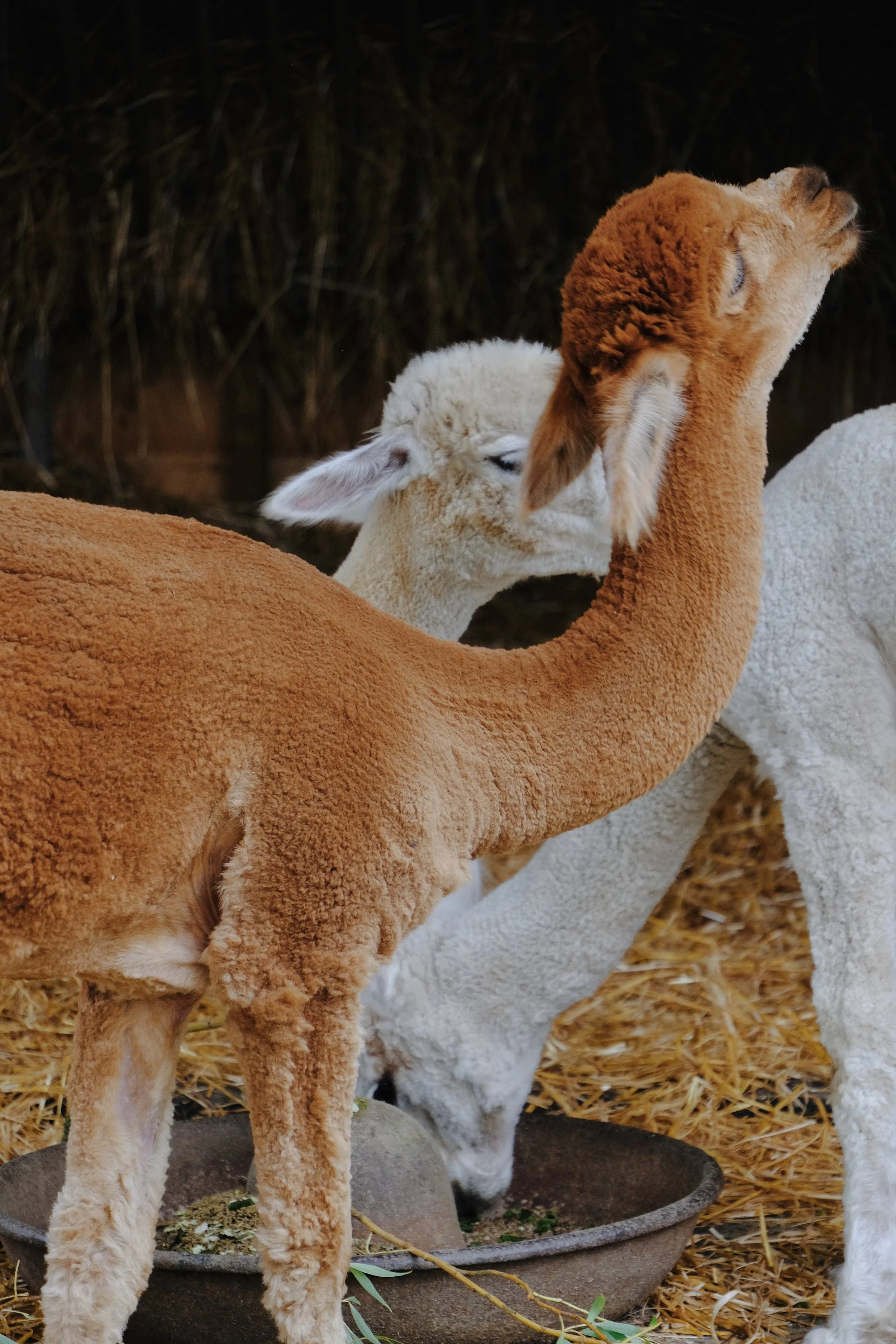 Restaries - 60 of 374.jpeg