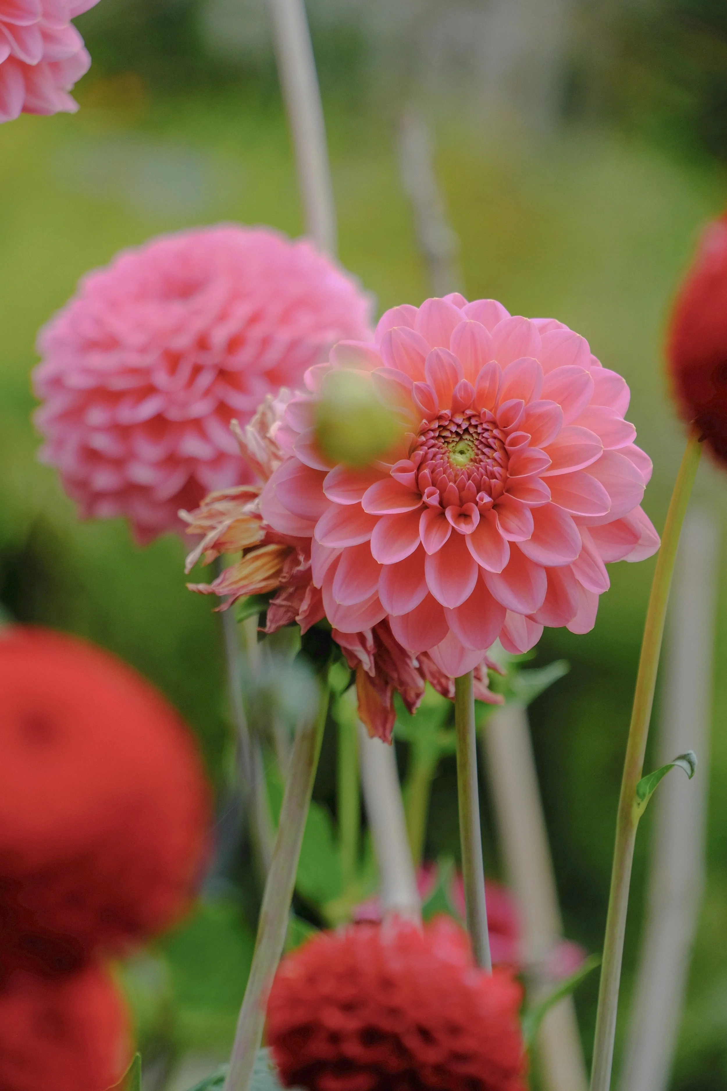 Library - 1 of 1 (12).jpeg