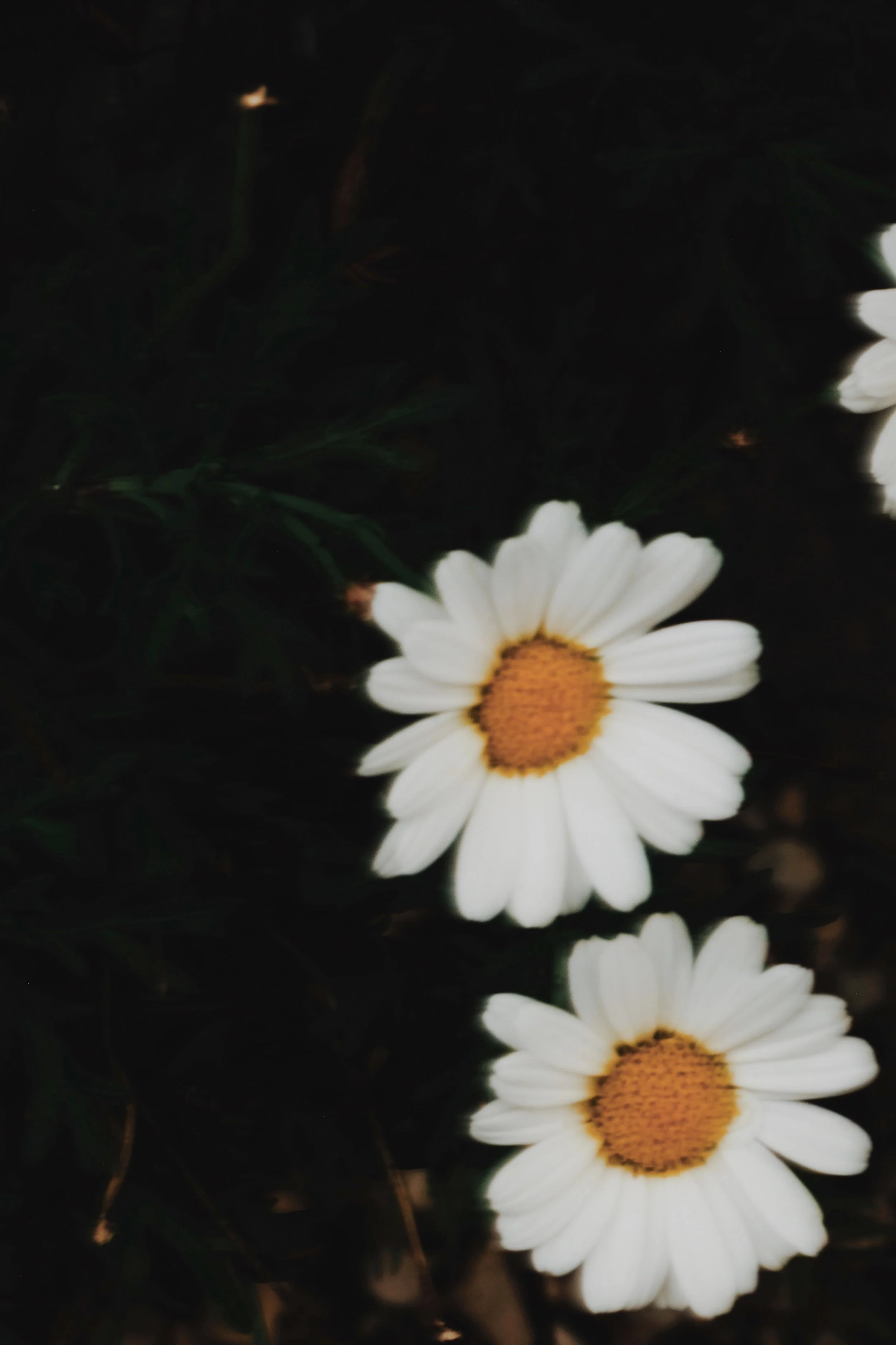 Maison Mastrorelli - 600 of 663.jpeg