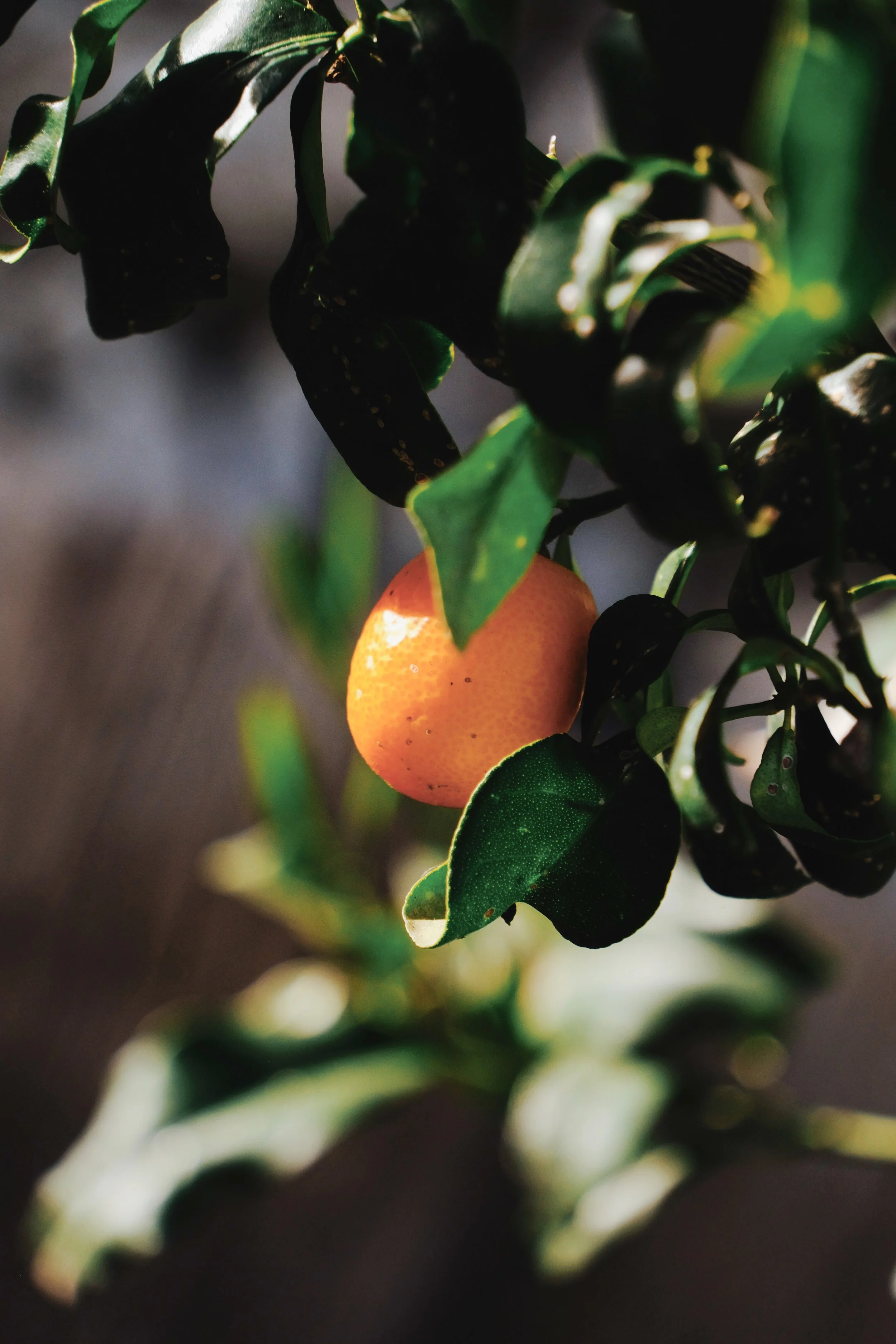 Maison Mastrorelli - 541 of 663.jpeg