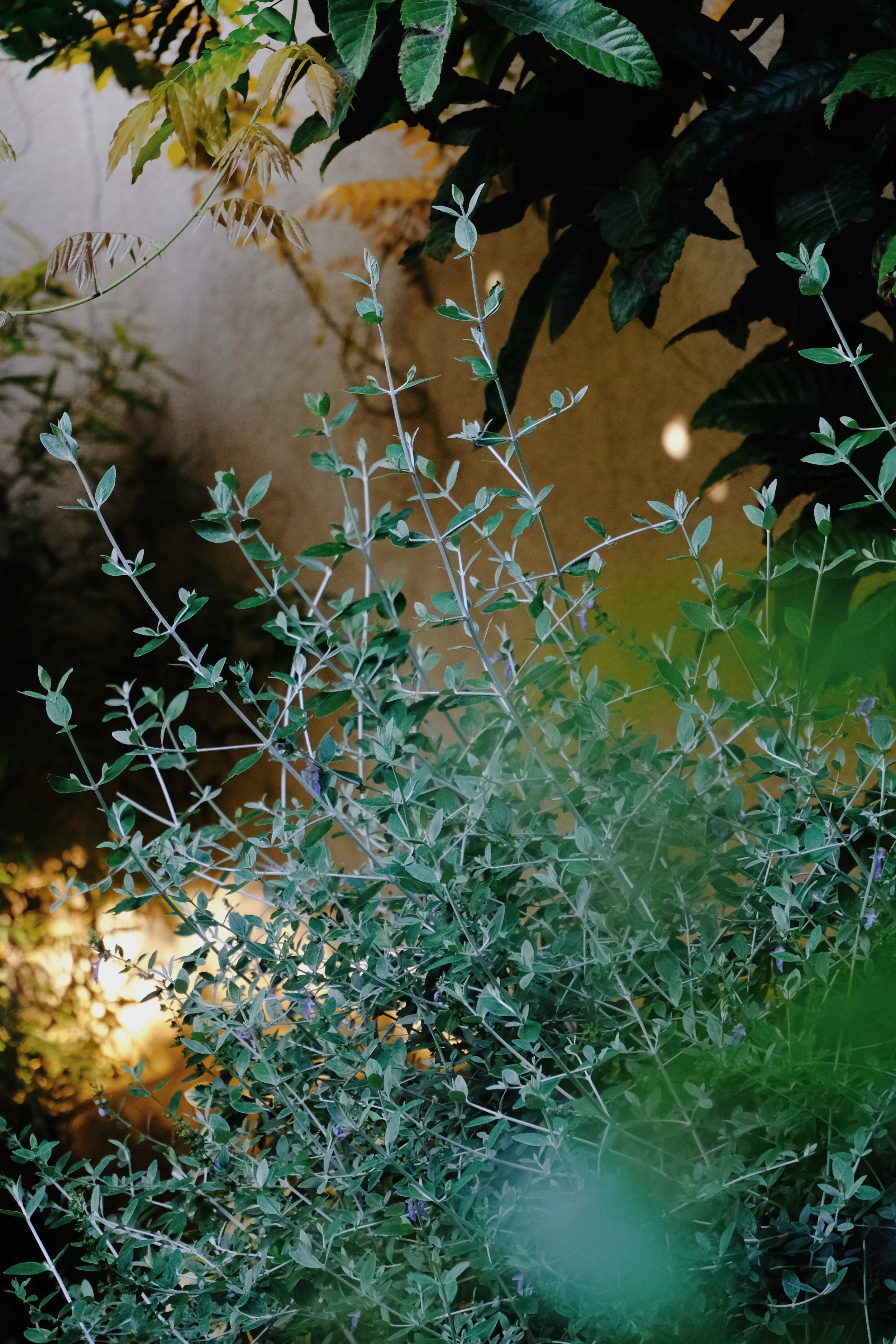 Maison Mastrorelli - 91 of 663.jpeg