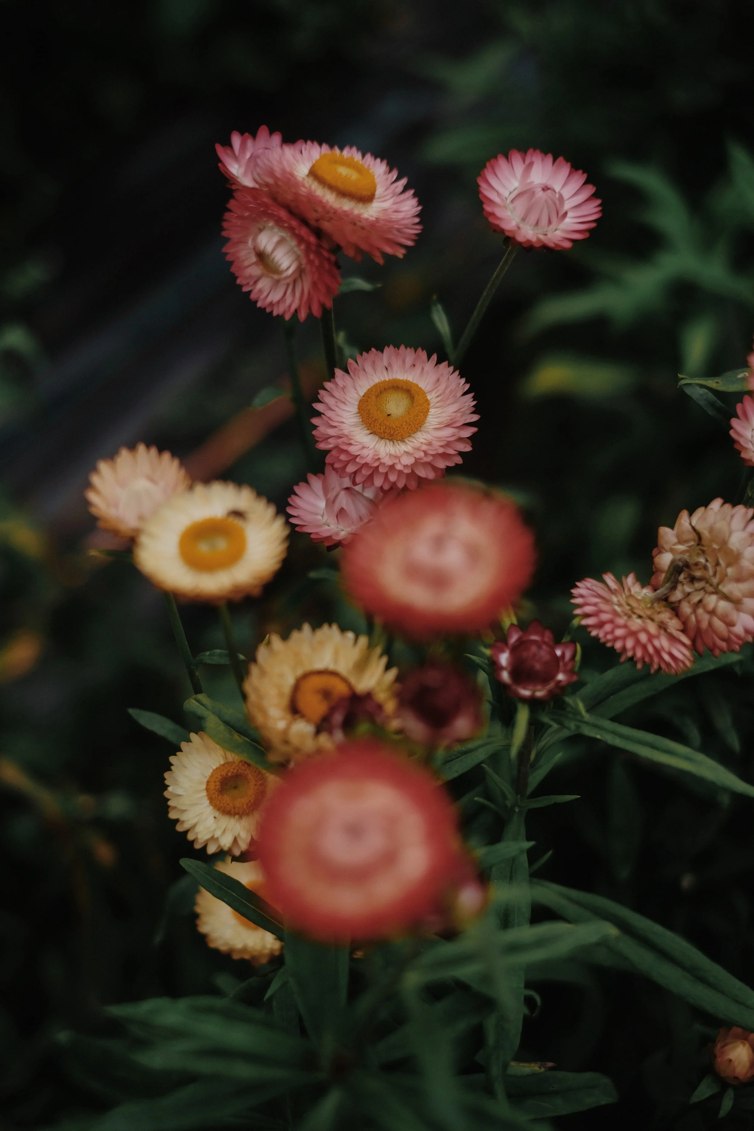 Library - 1 of 1 (10).jpeg