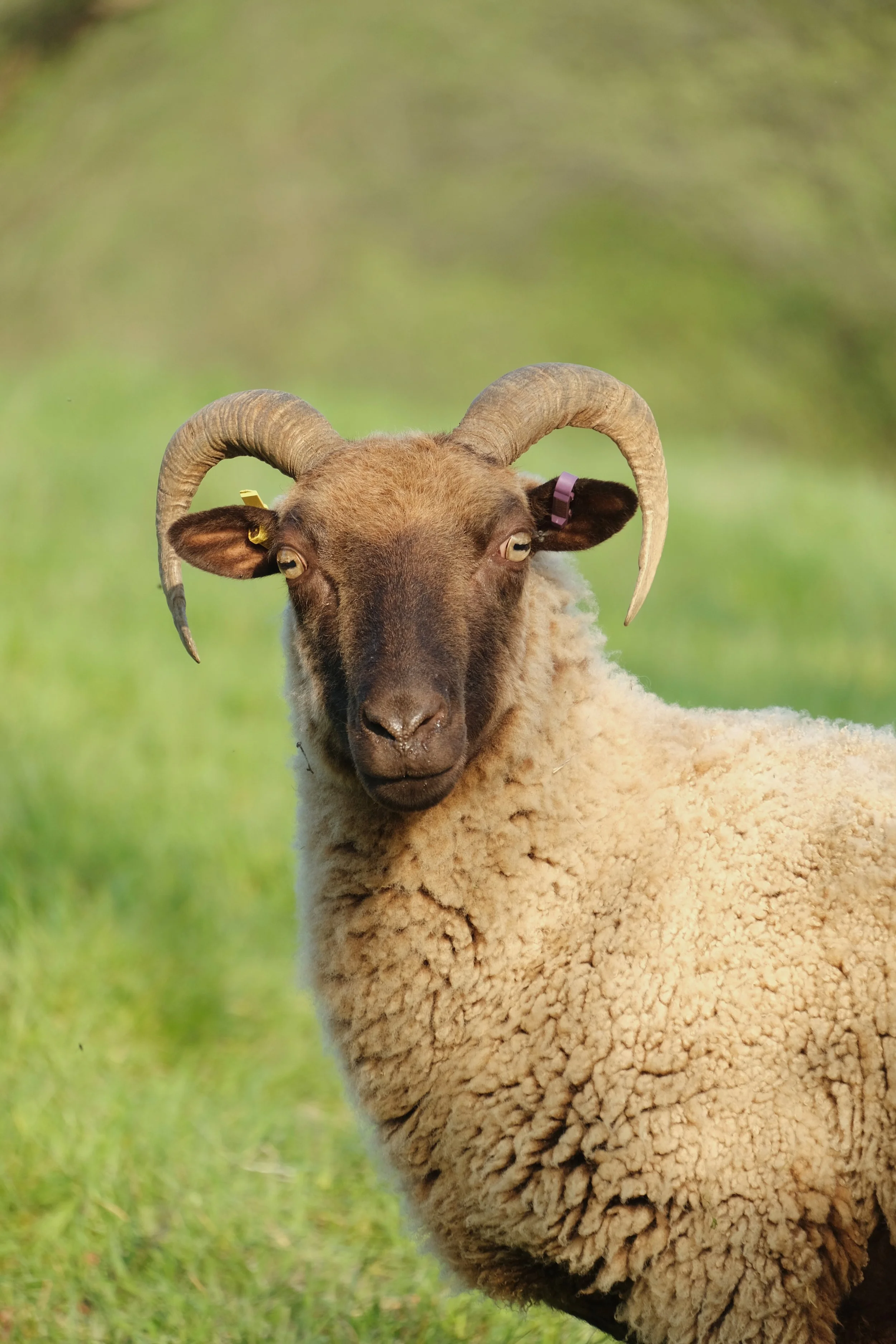 Fowlescombe - 1 of 1 (1).jpeg